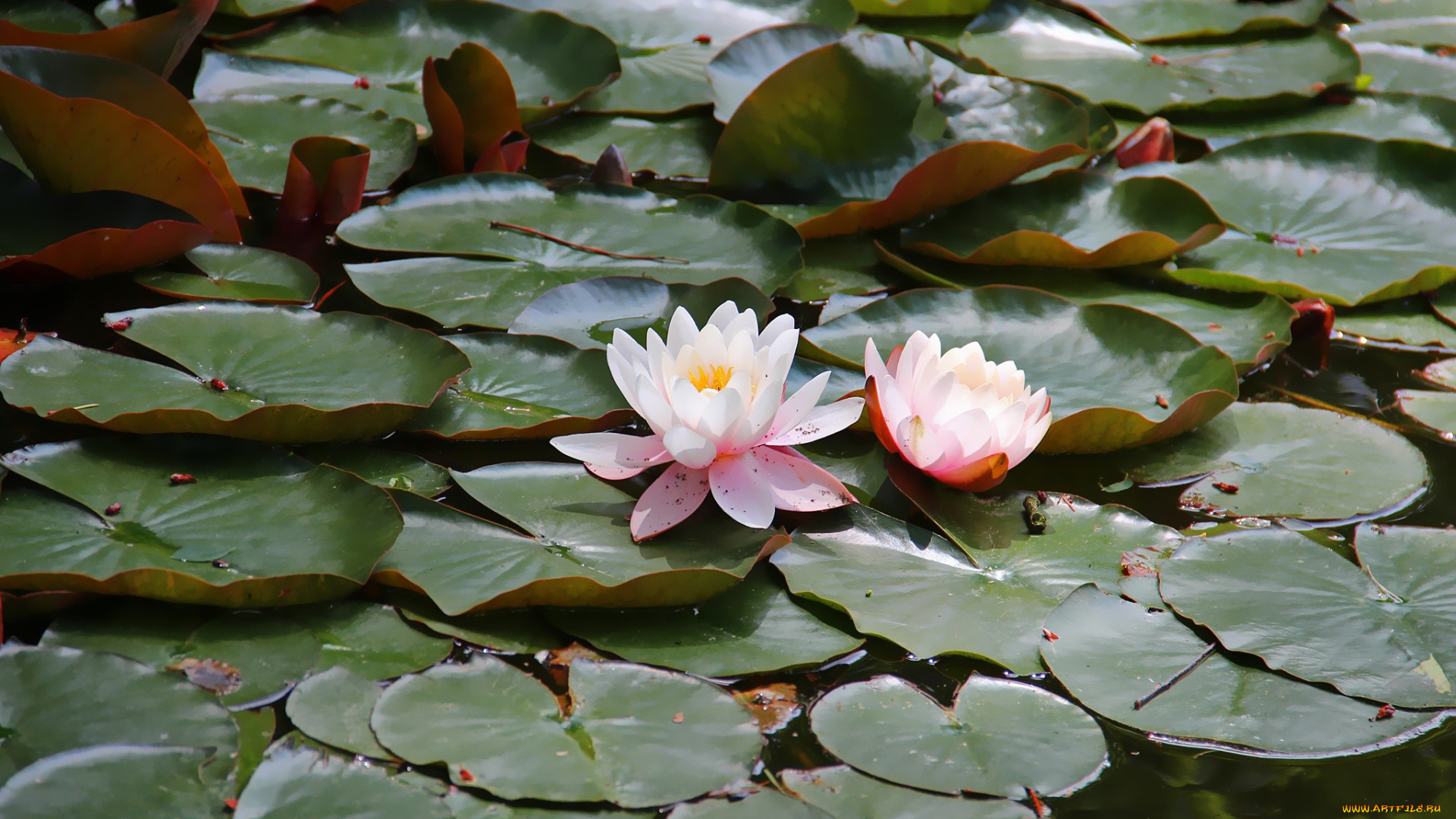 цветы, лилии, водяные, нимфеи, кувшинки, листья, пруд