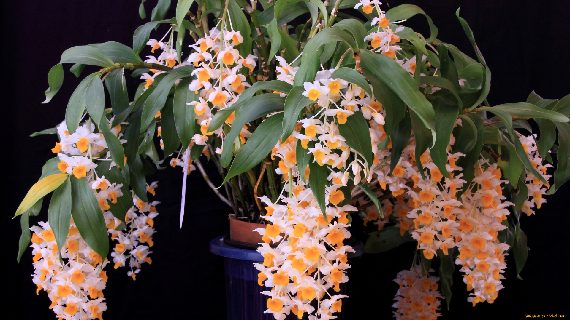 цветы, орхидеи