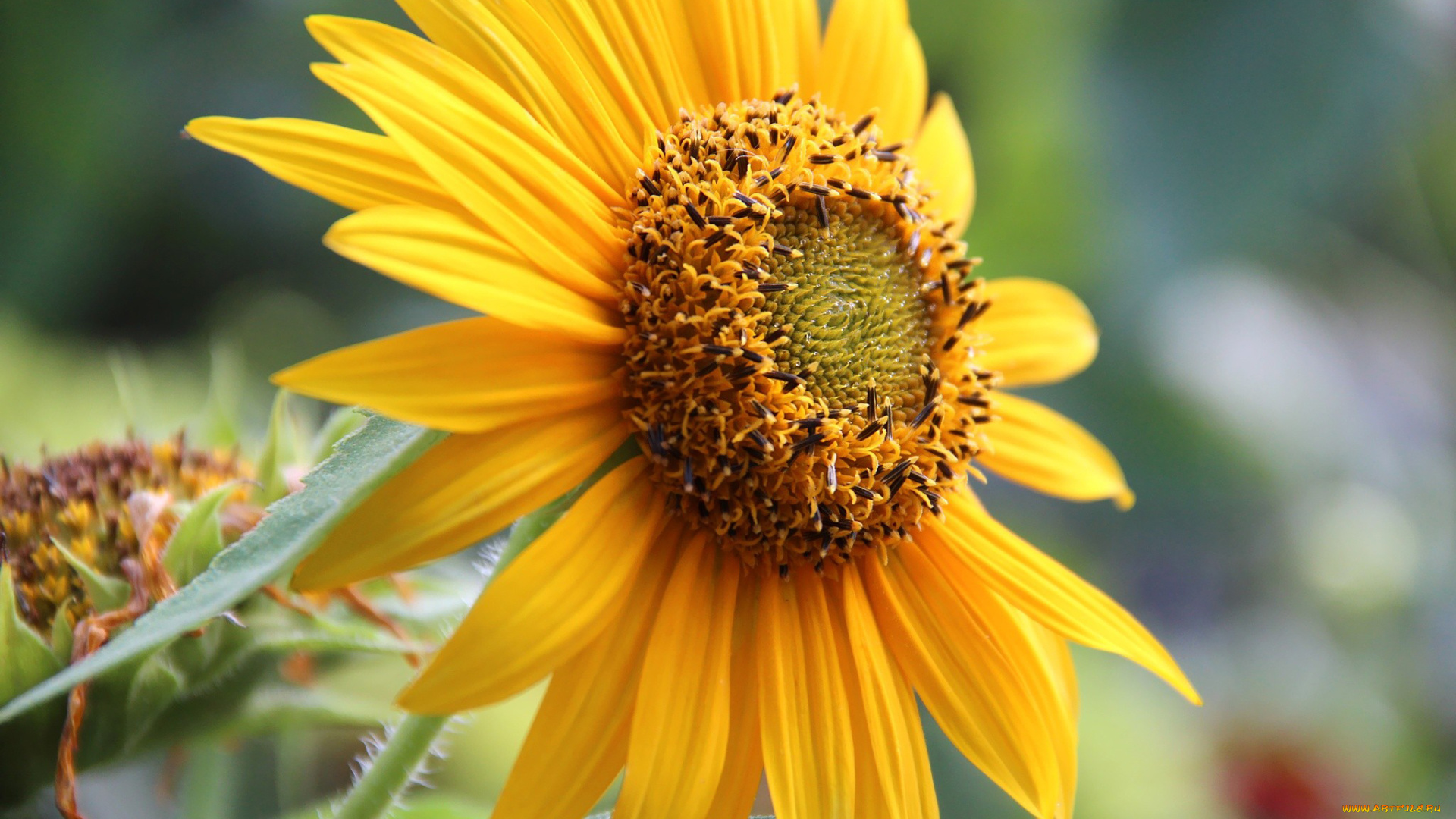 цветы, подсолнухи, макро