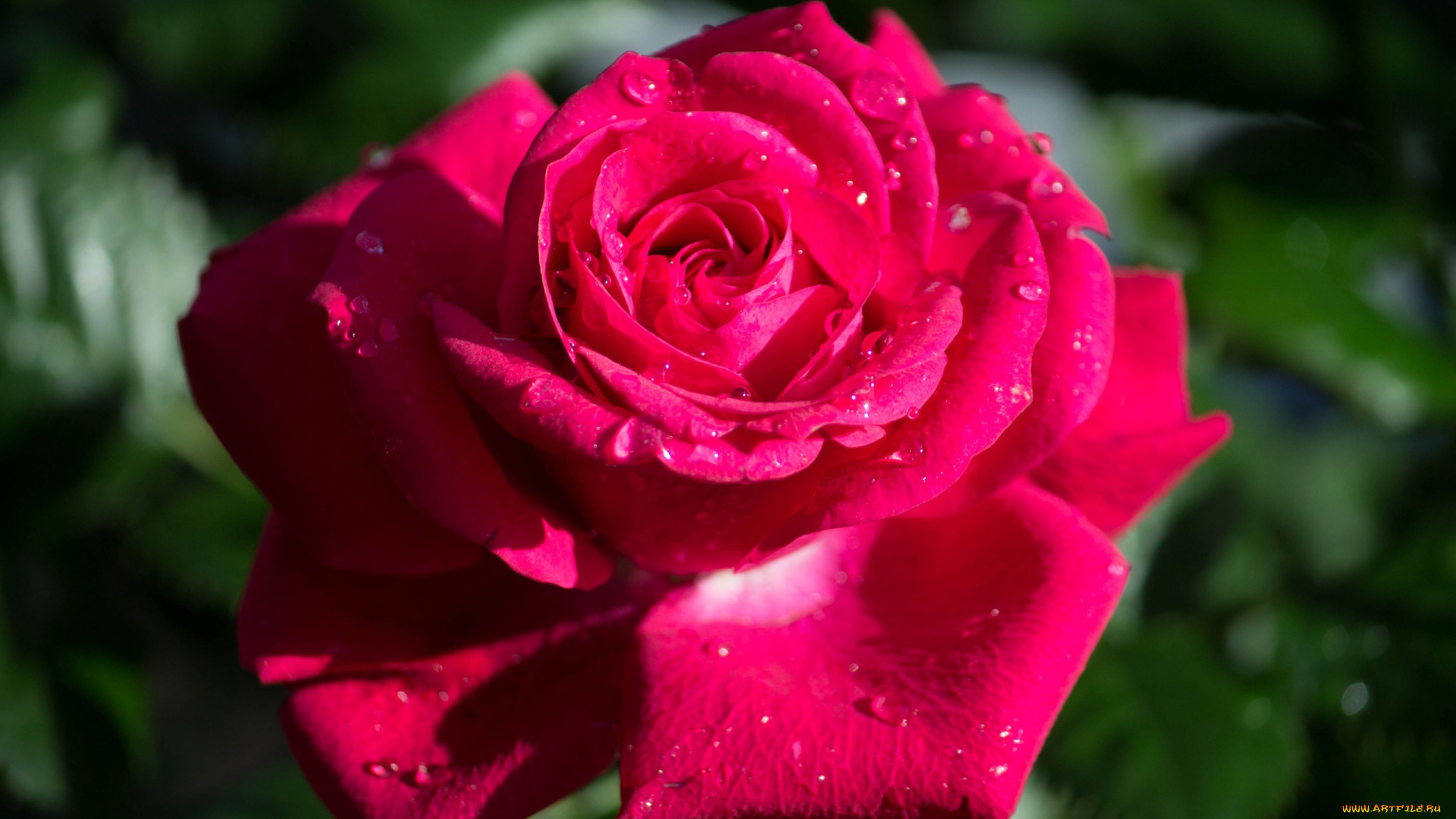 цветы, розы, капли, розовый