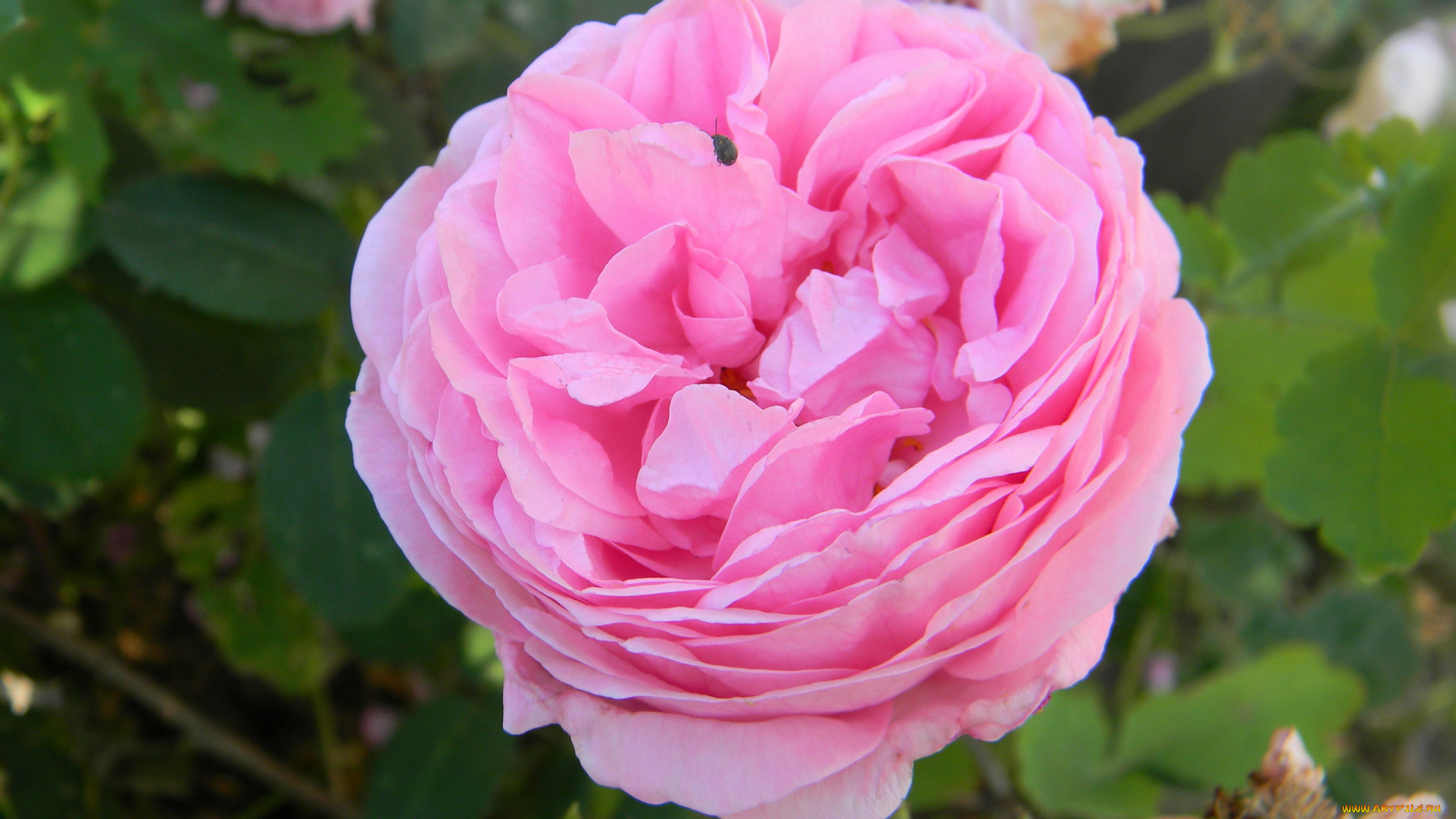 цветы, розы, розовый