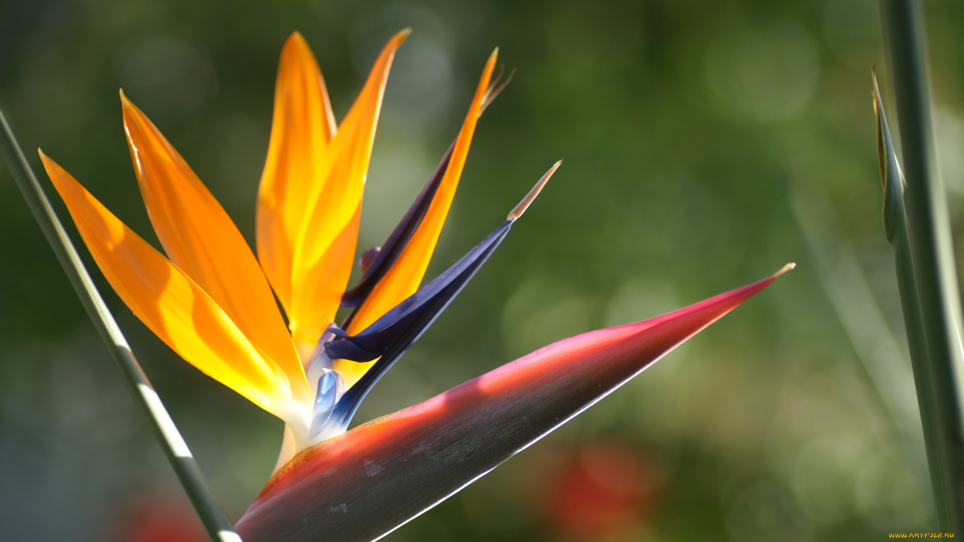 цветы, стрелиция, райская, птица, экзотика