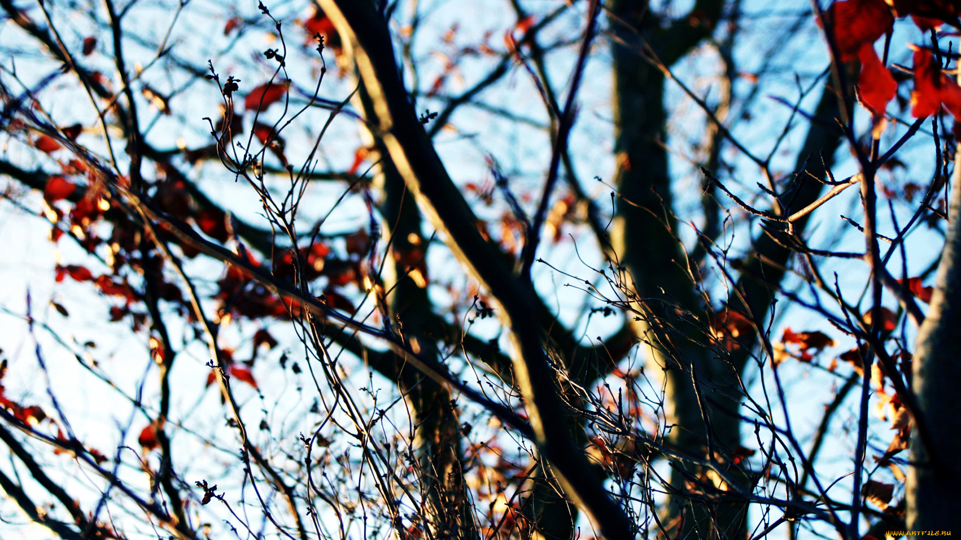 природа, деревья, осень, листья, ветки, дерево