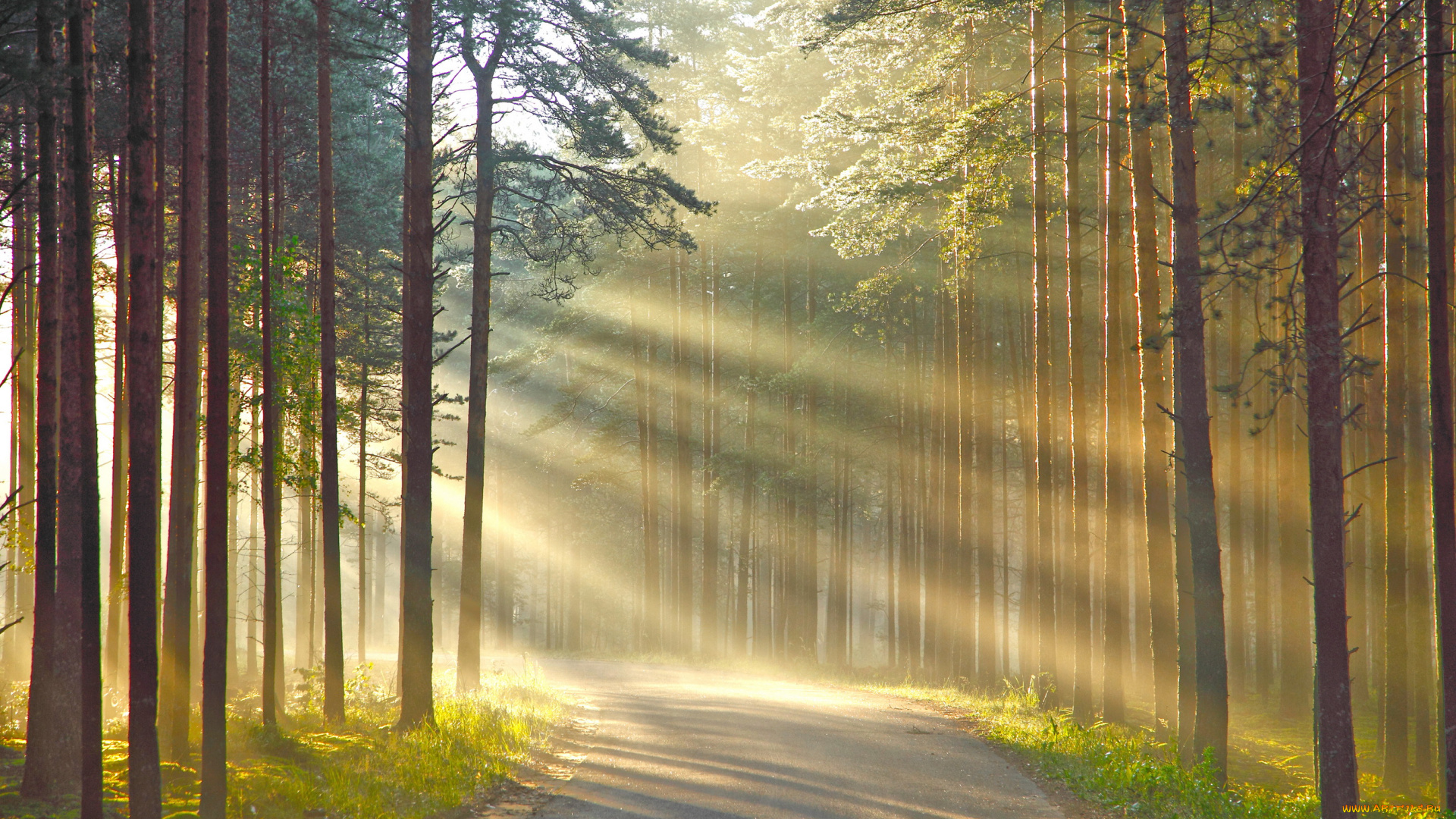 природа, дороги, лес