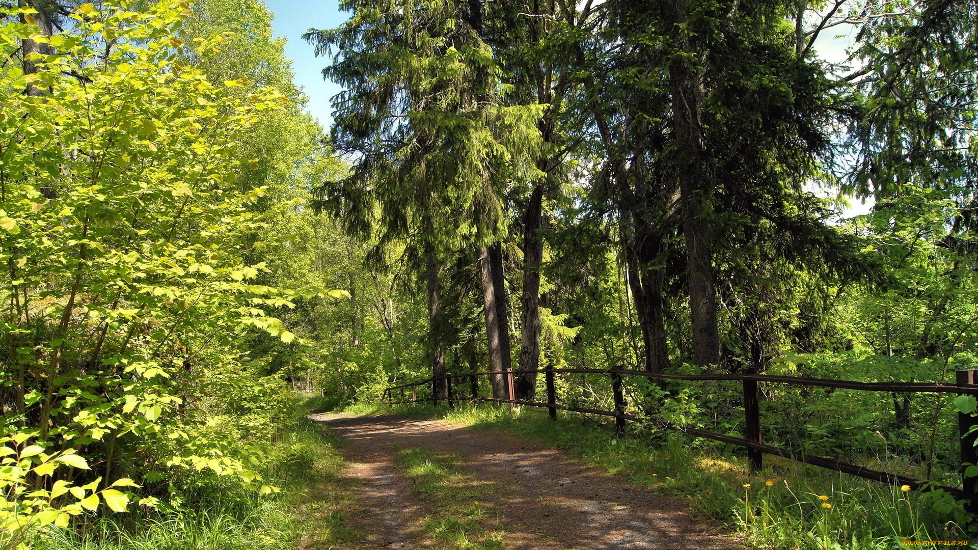 природа, дороги, лес, дорога, изгородь, зелень