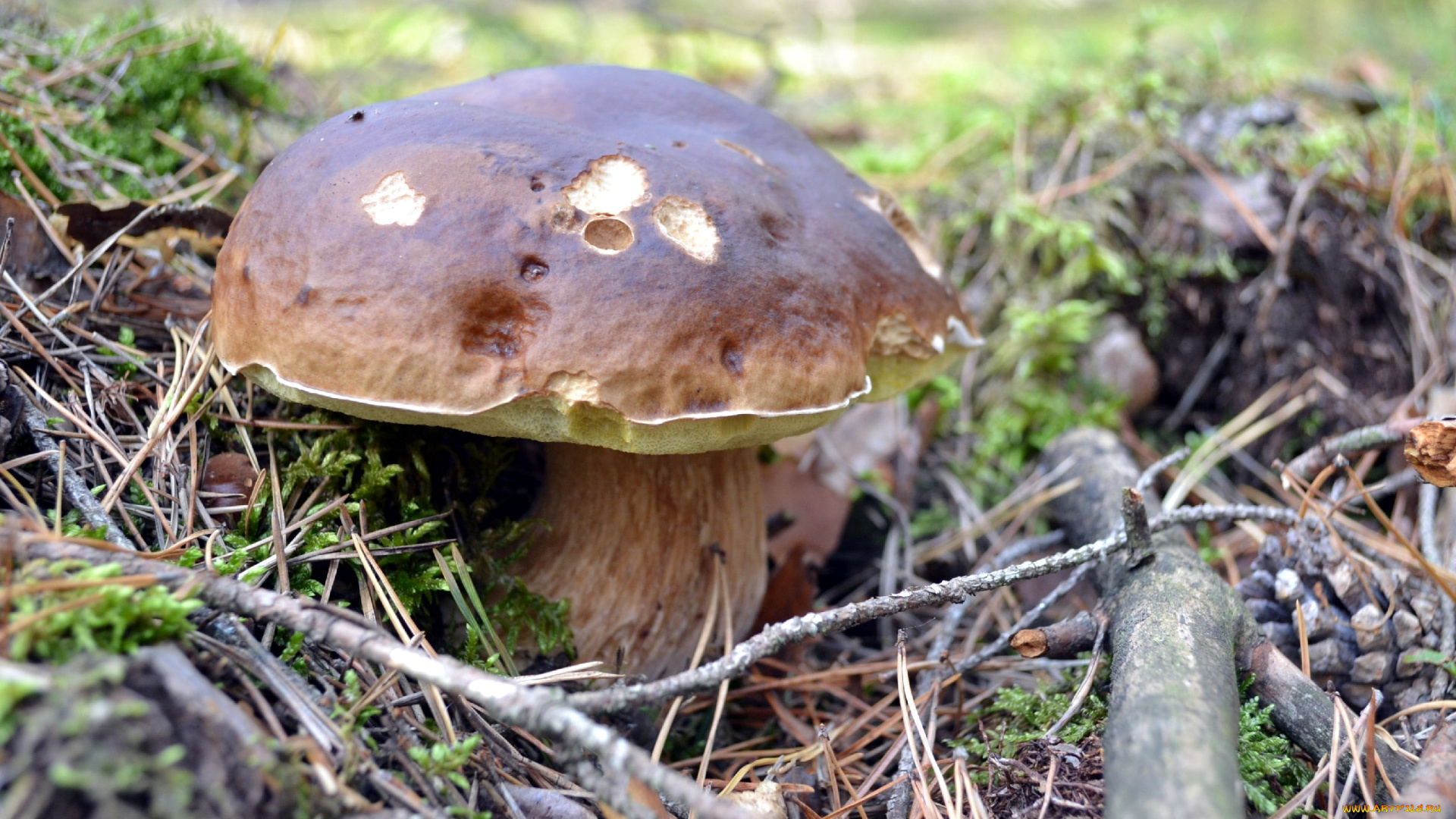 природа, грибы, боровик