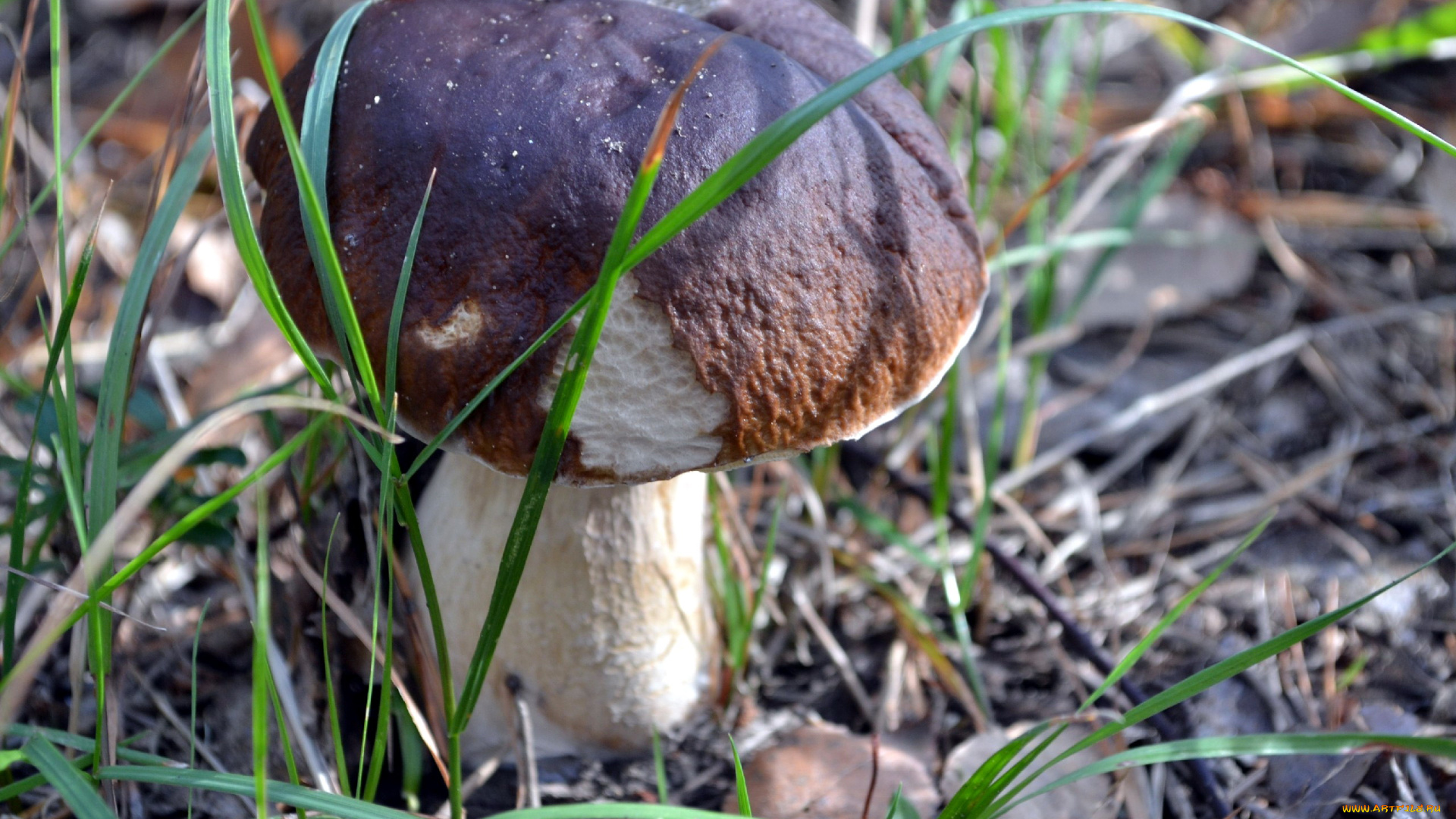 природа, грибы, боровик