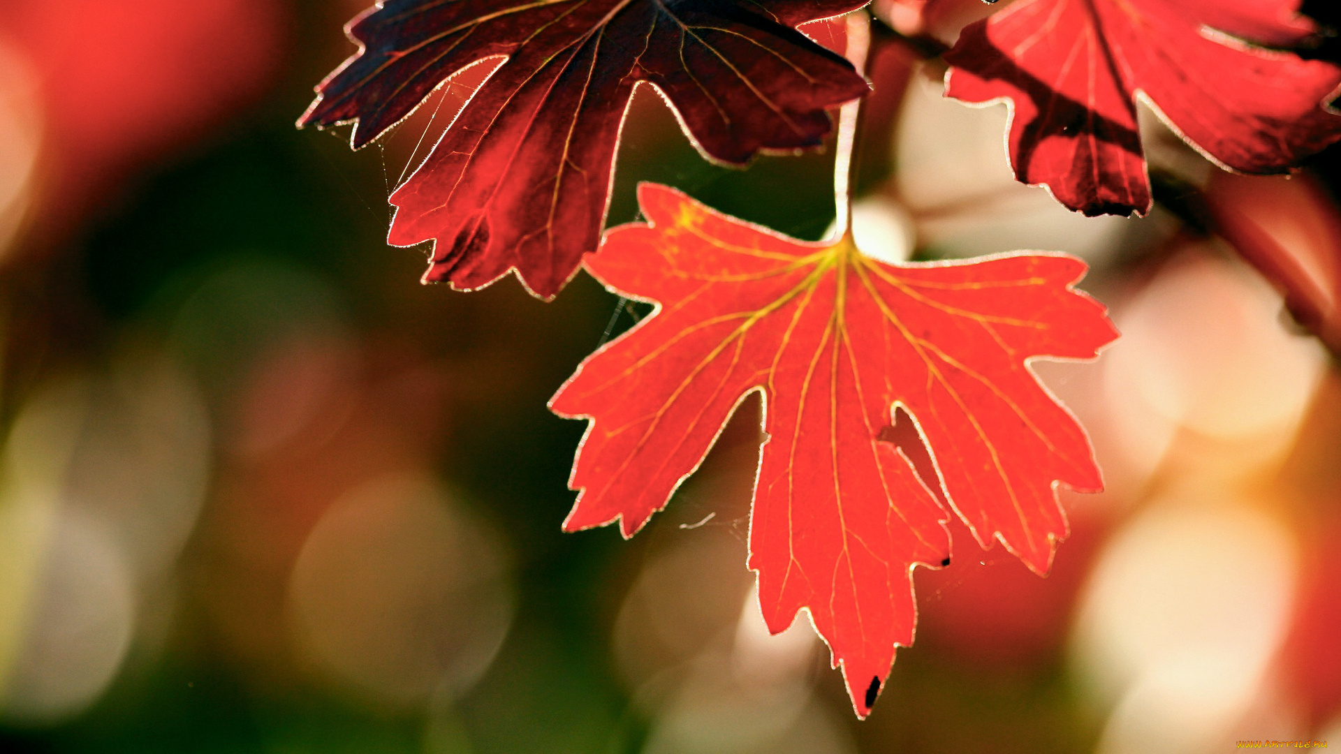 природа, листья, осень