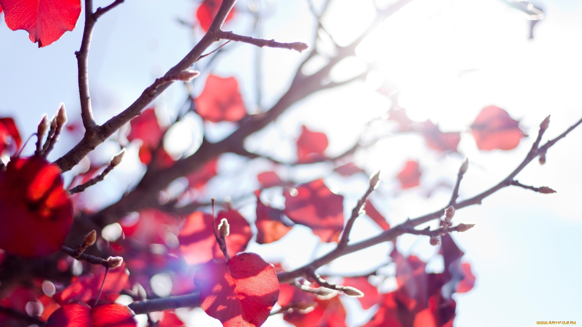 природа, листья, осень, ветки