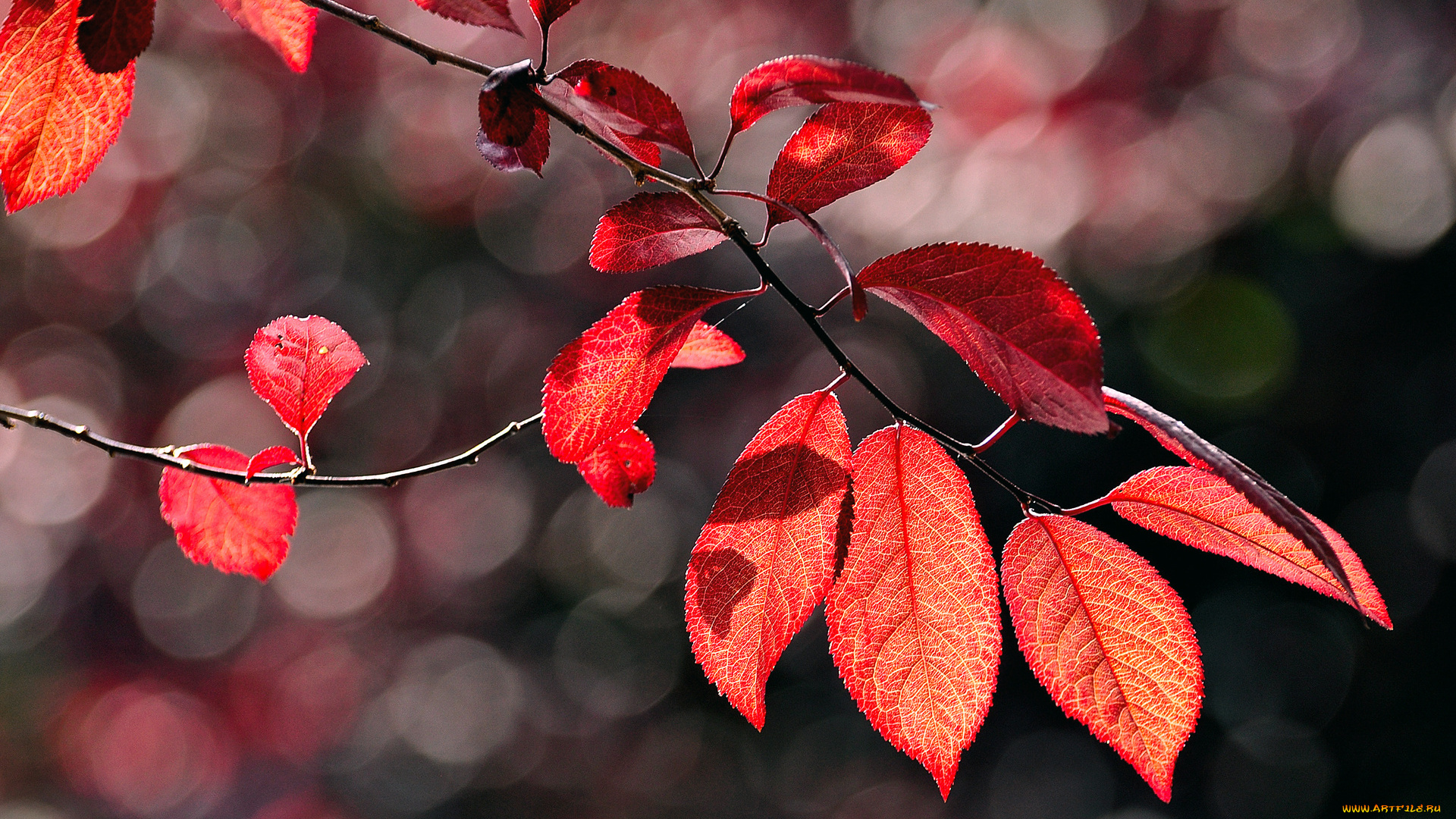 природа, листья, ветки, осень