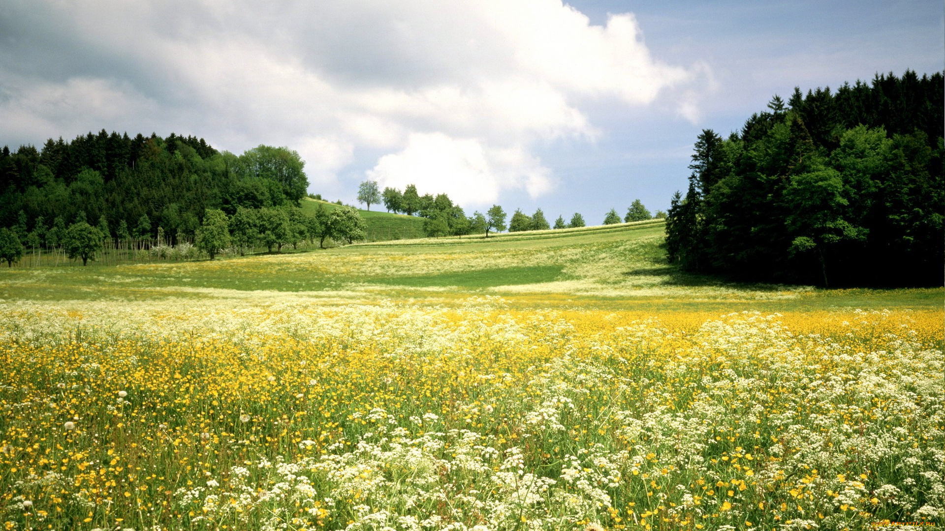 природа, луга, трава, цветы, деревья, луг