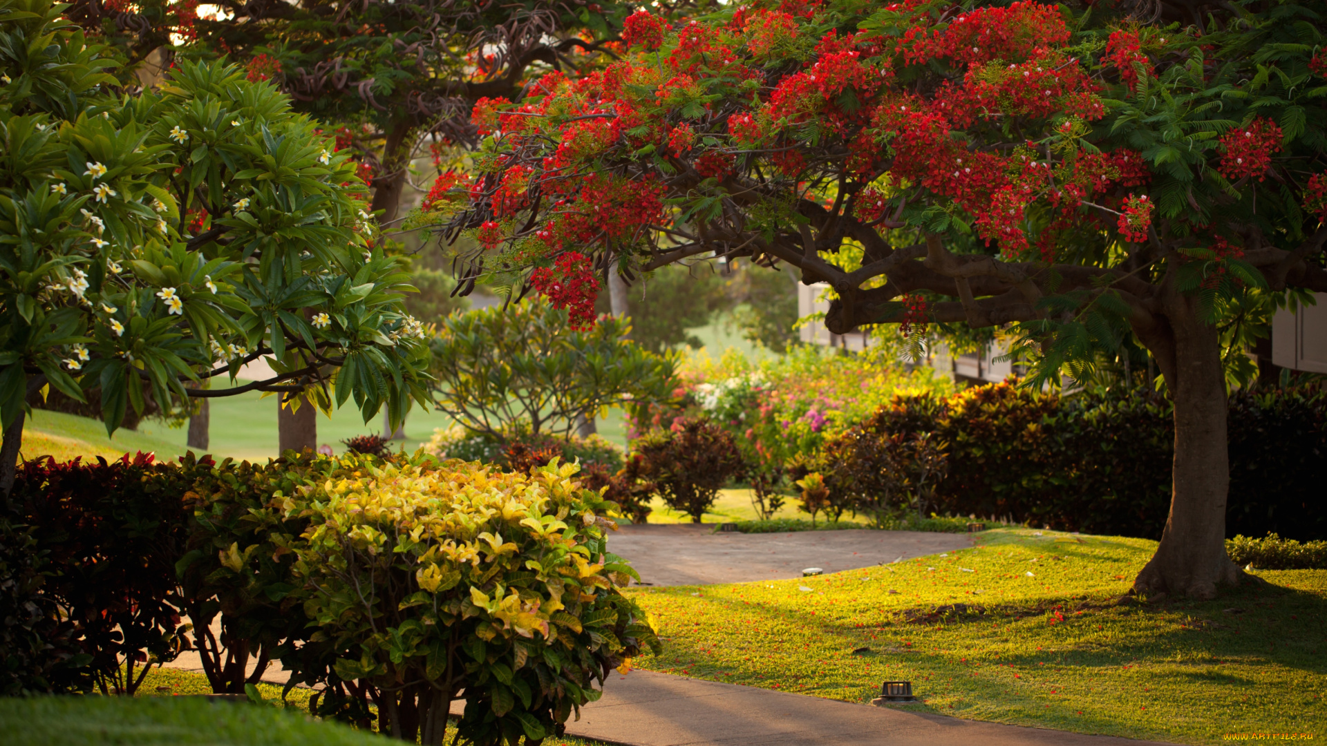 природа, парк, тропики, цветения, плюмерия, кусты