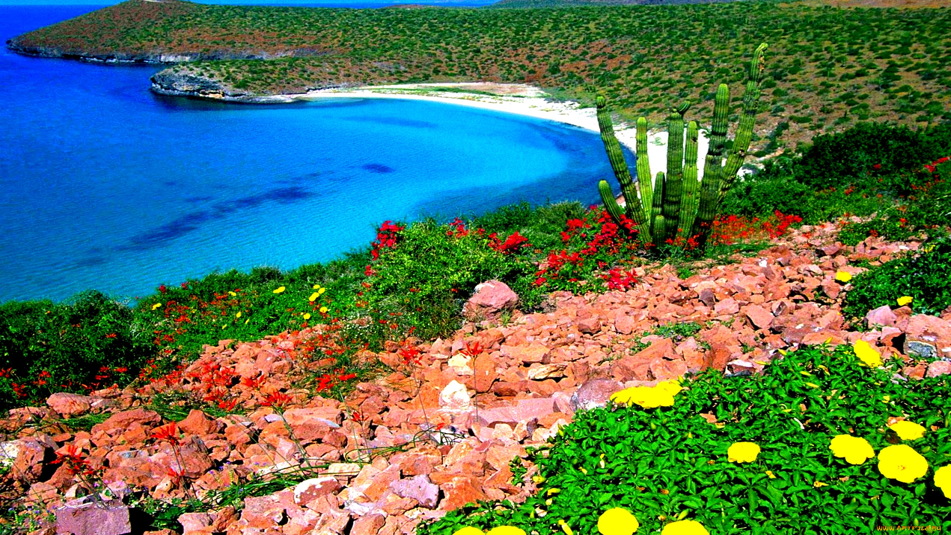 природа, побережье, камни, бухта, океан, кактус, цветы