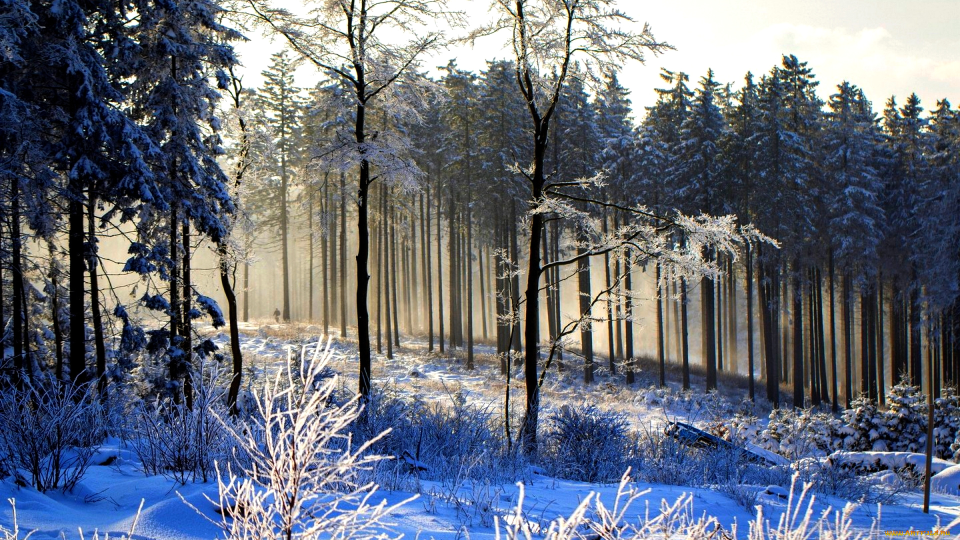 природа, зима, иней, лес, снег