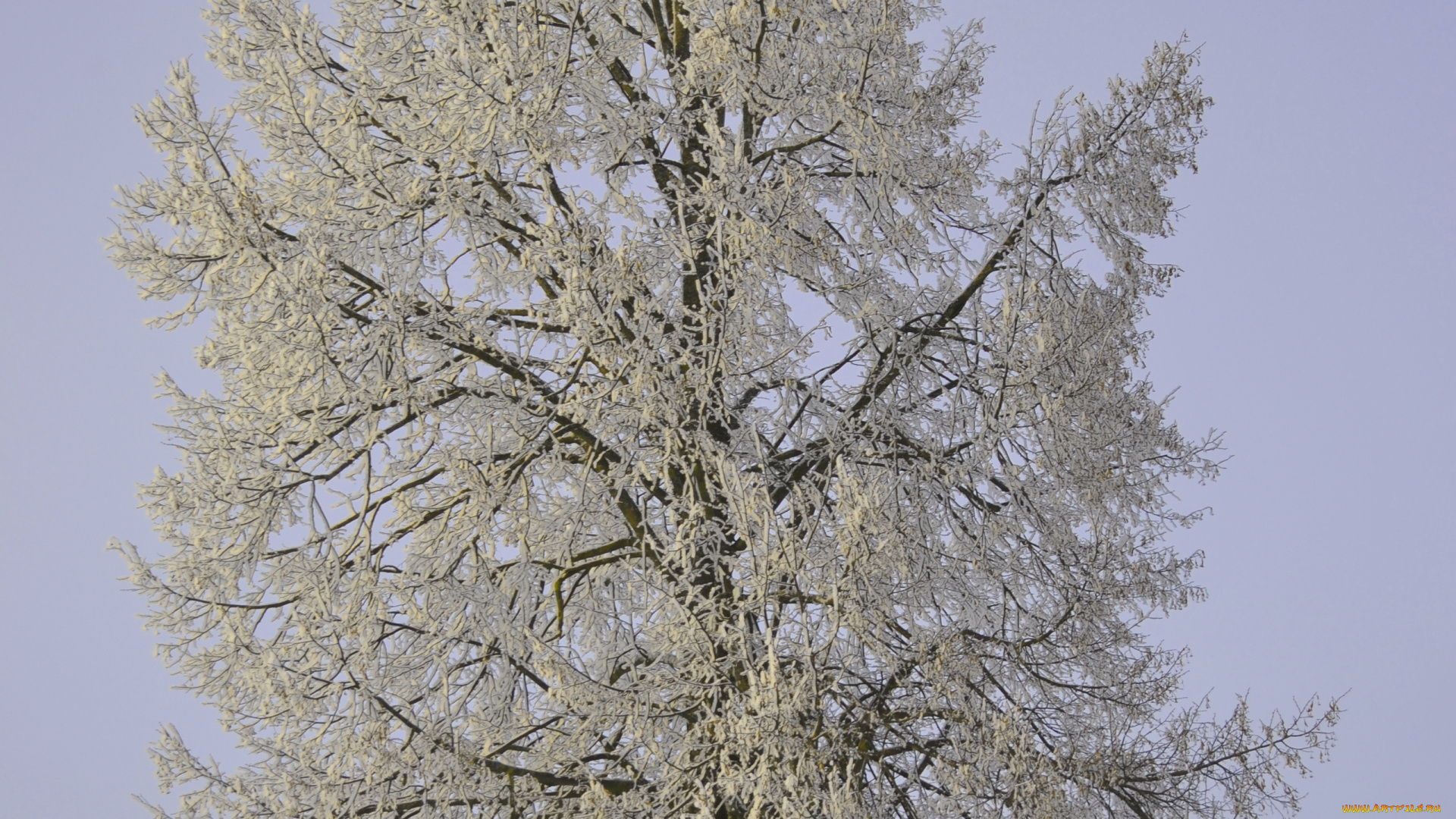 природа, зима, снег, дерево