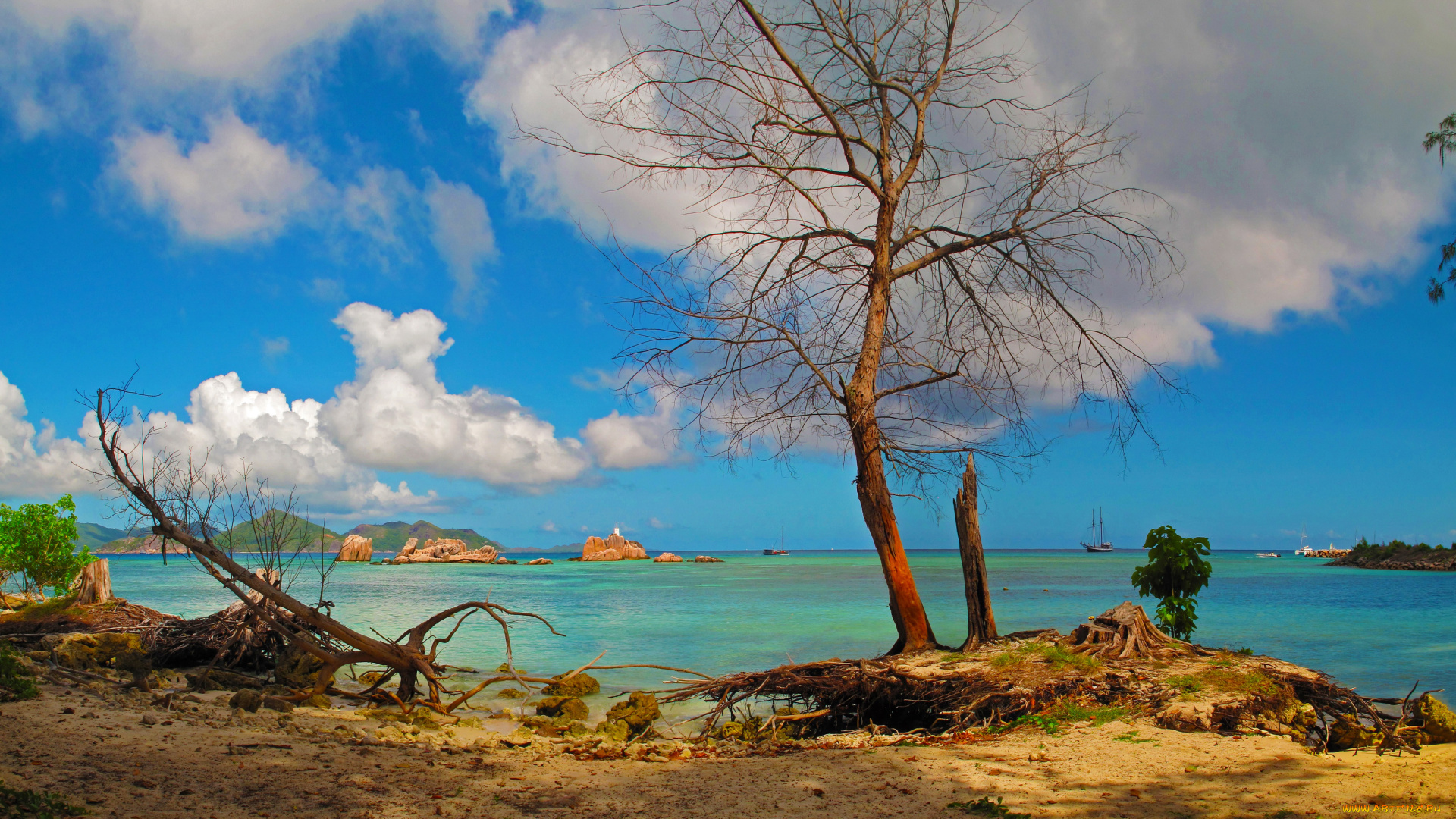 сейшелы, природа, тропики, море