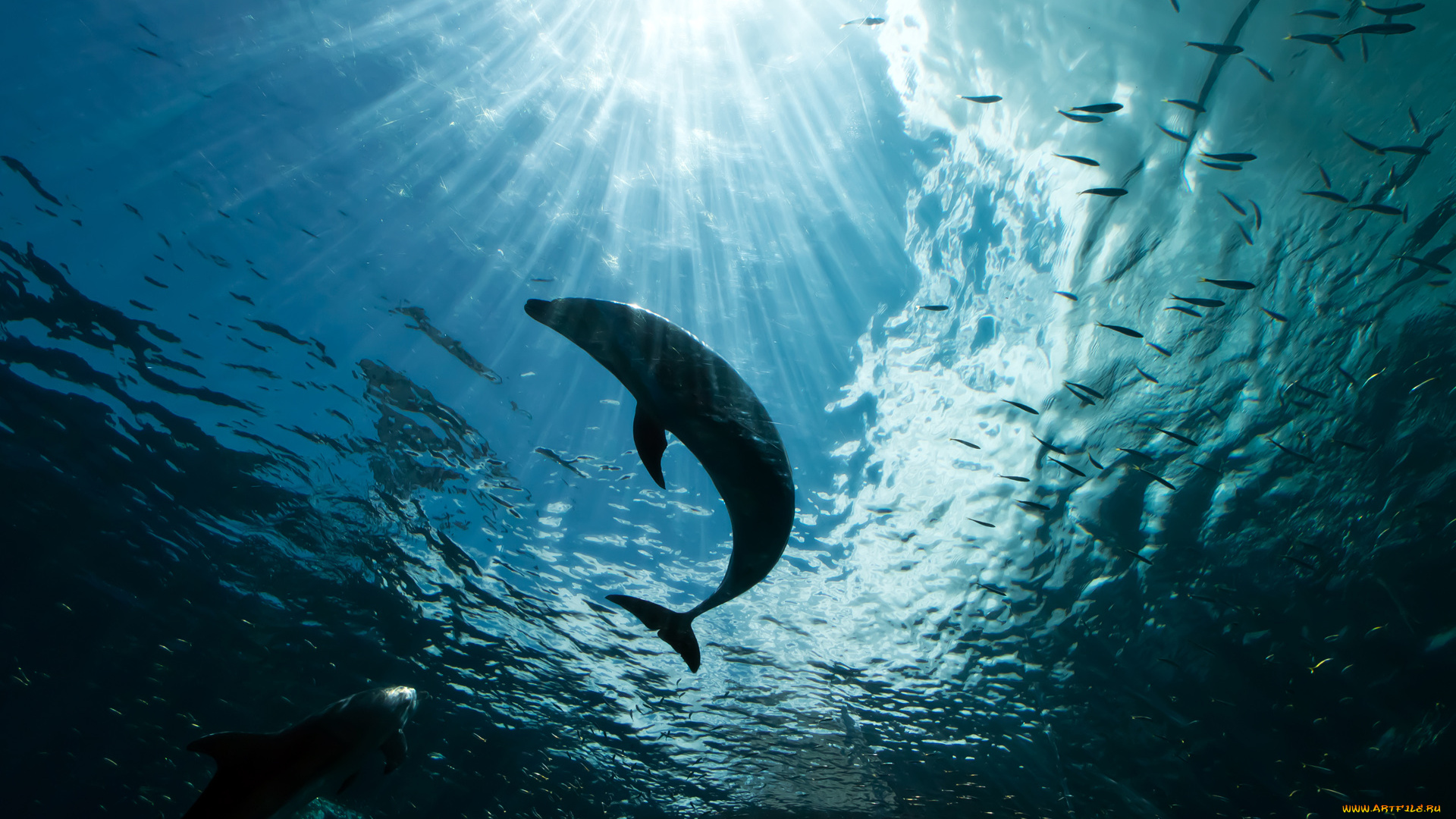 животные, дельфины