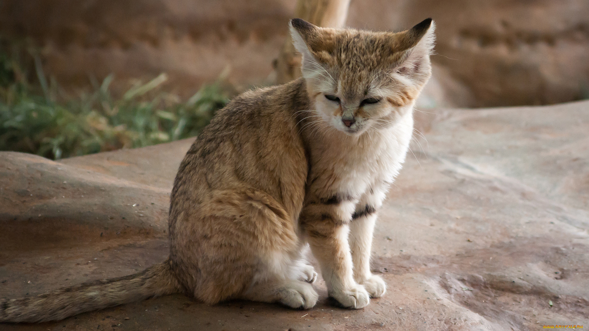 животные, дикие, кошки, кошка, камень