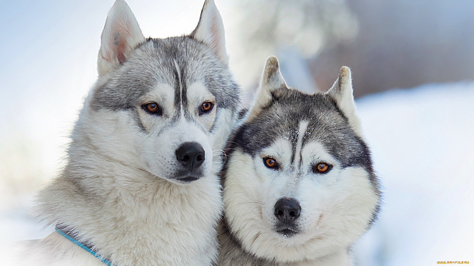 животные, собаки