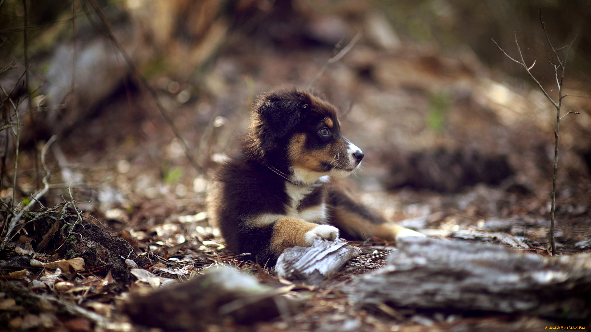животные, собаки, щенок, природа