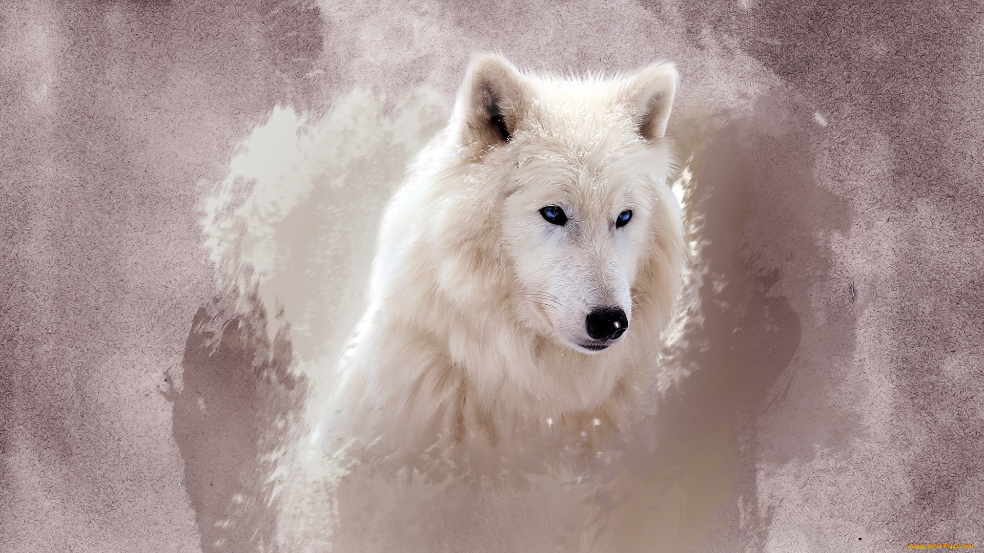 животные, волки, хищник