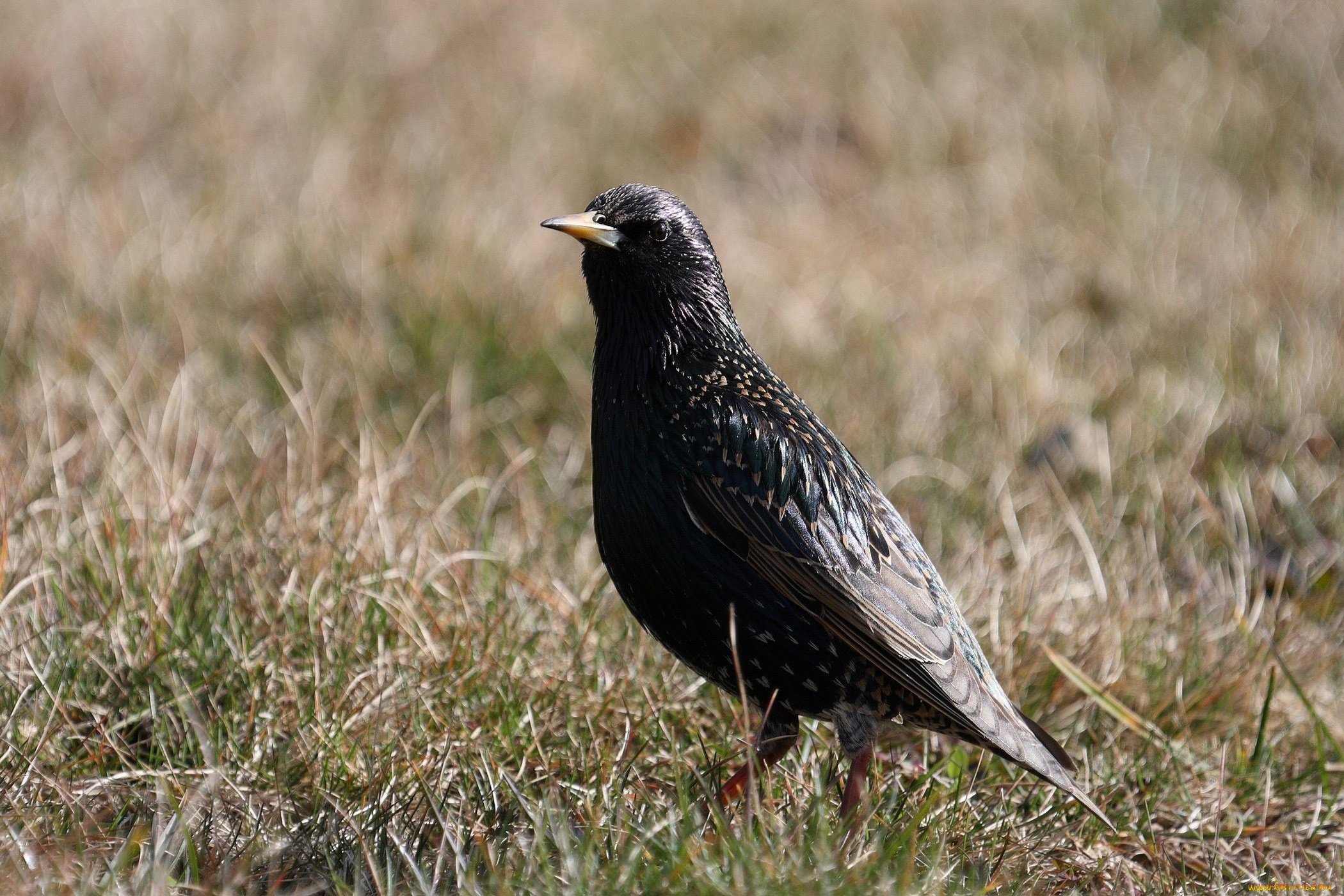 животные, птицы, черный