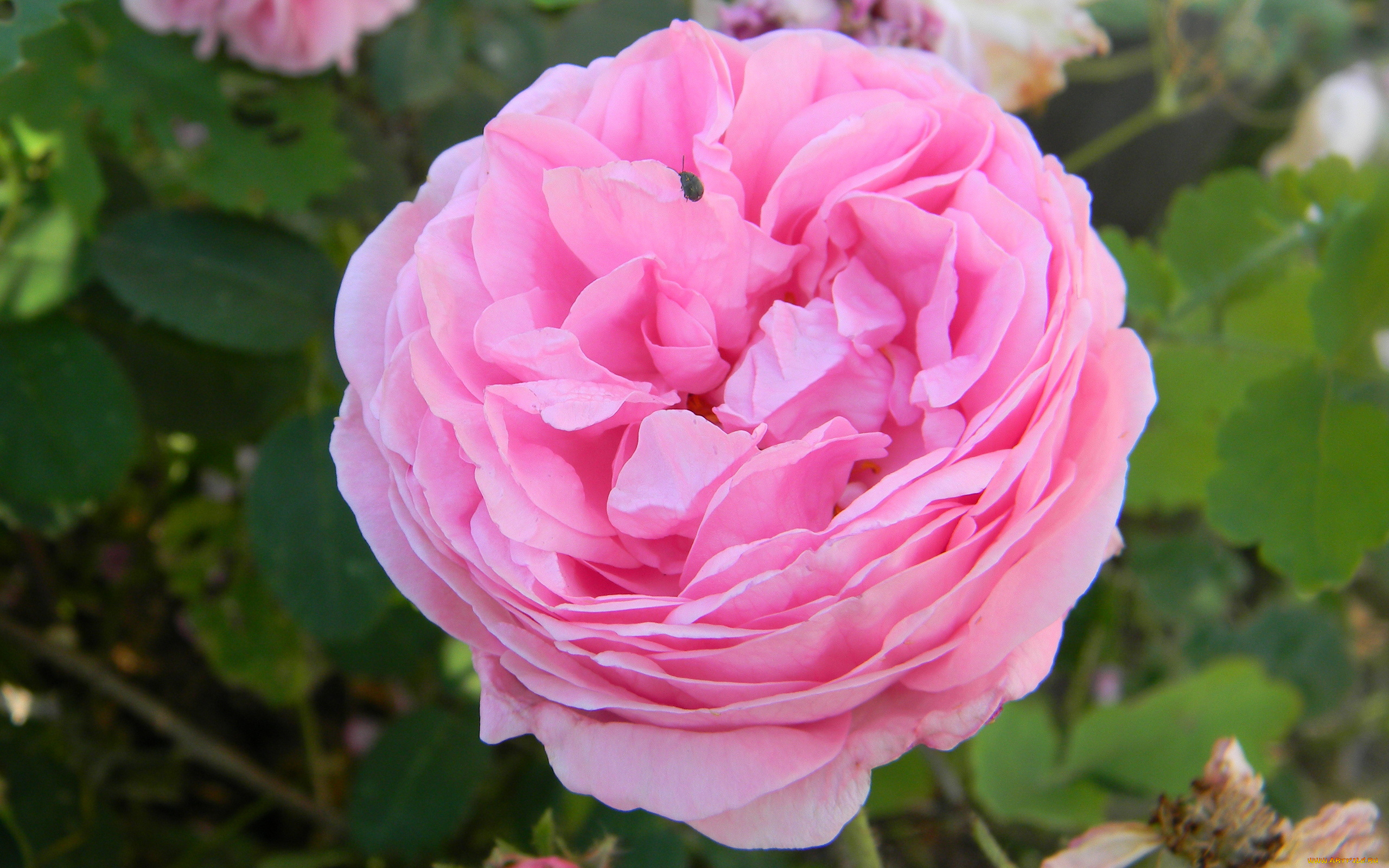 цветы, розы, розовый