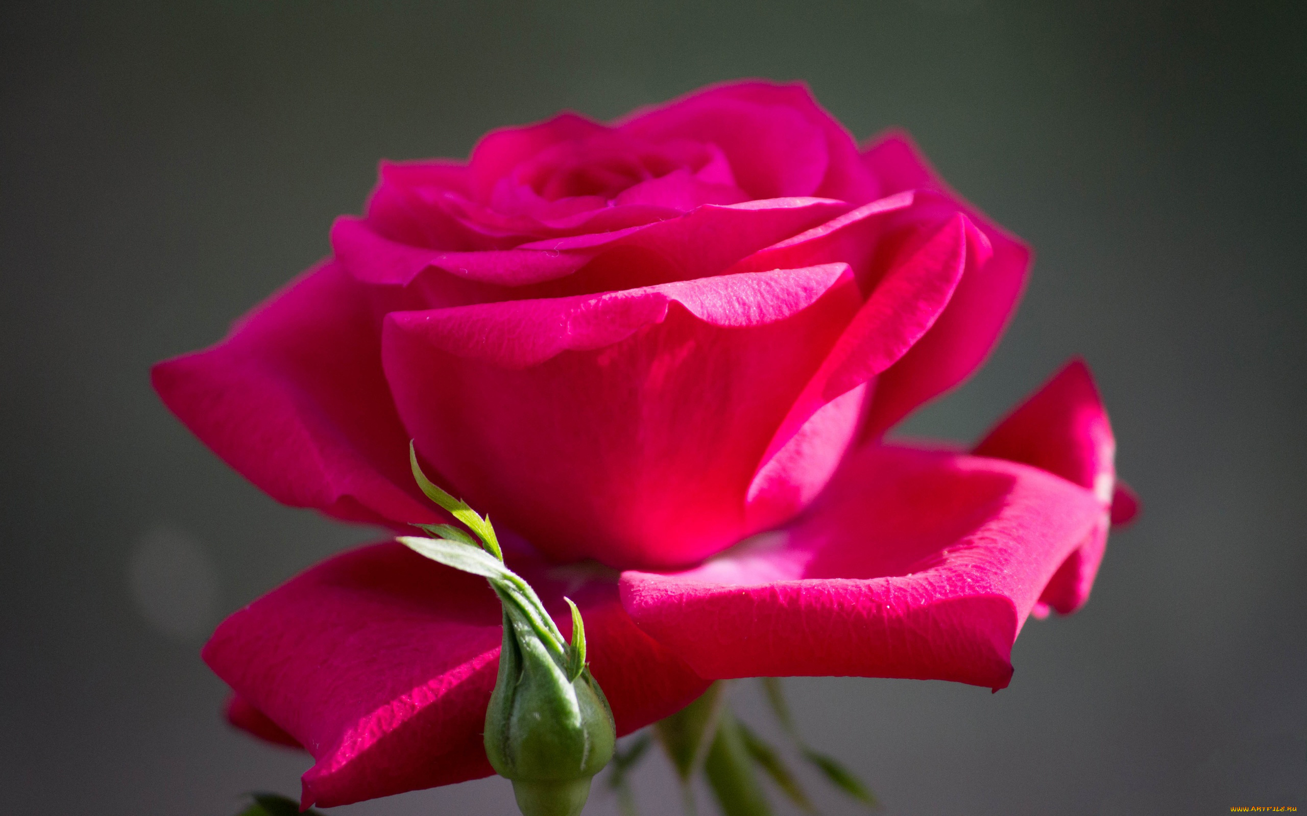 цветы, розы, розовый, бутон