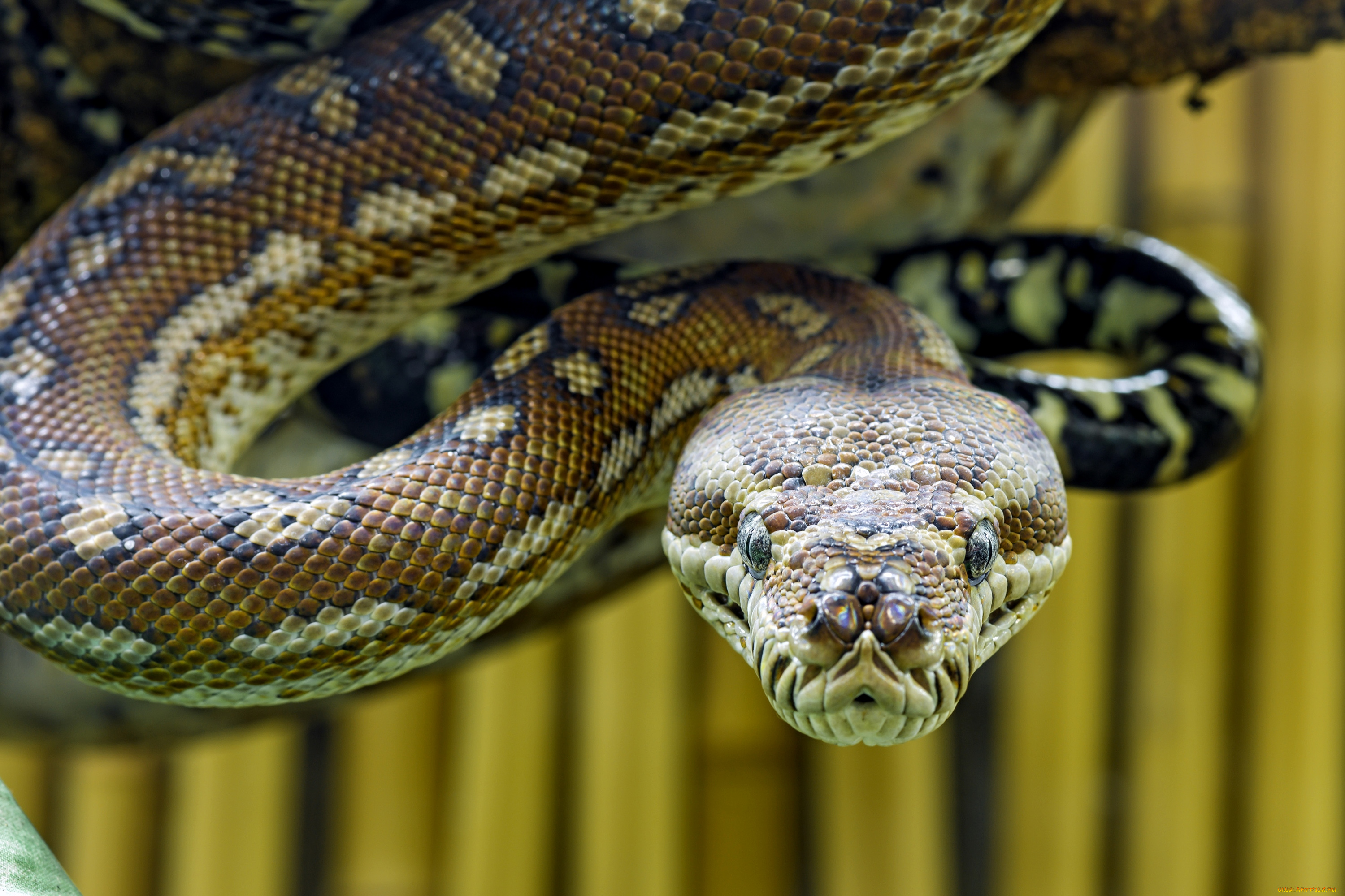 животные, змеи, питоны, кобры, голова, угроза