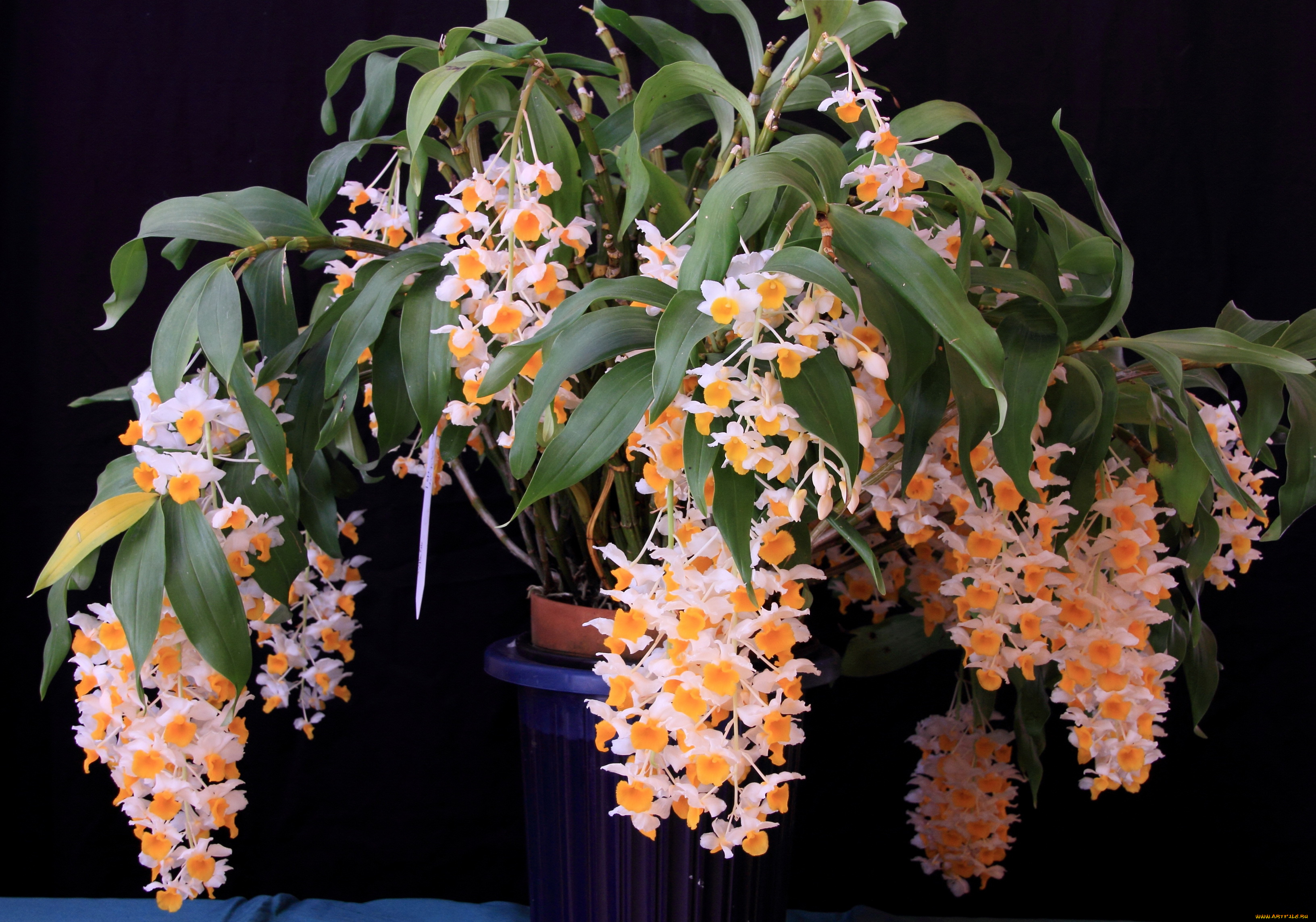 цветы, орхидеи