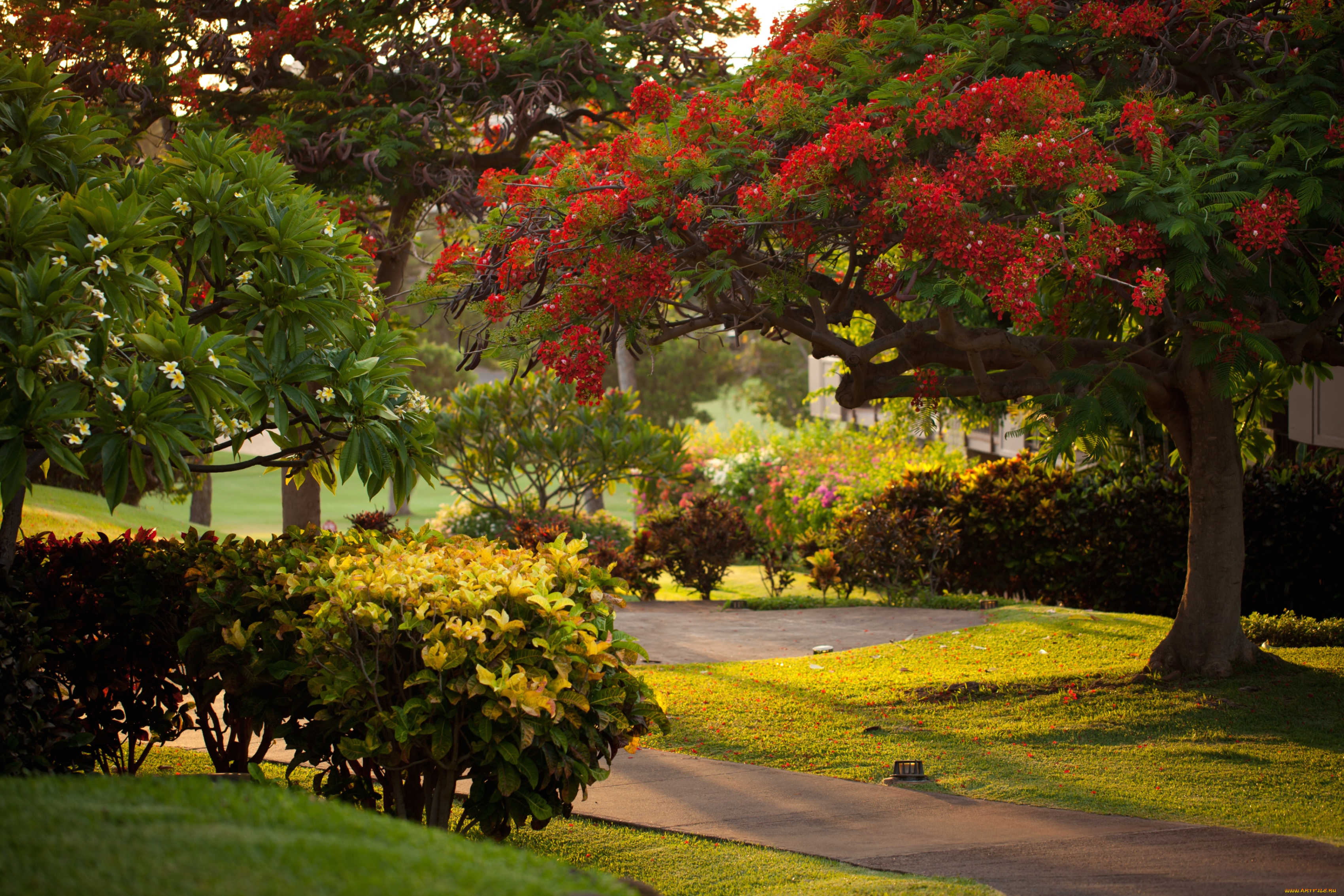 природа, парк, тропики, цветения, плюмерия, кусты
