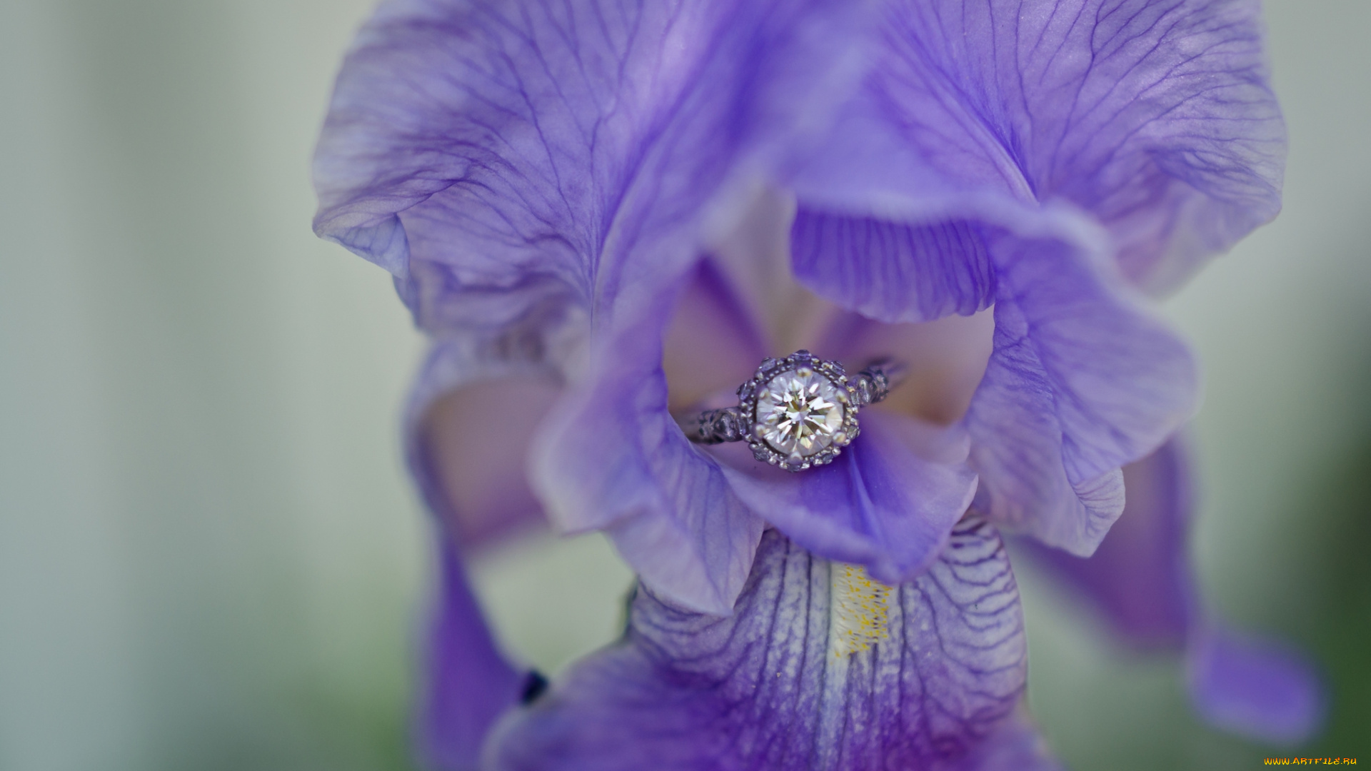разное, украшения, , аксессуары, , веера, цветок, фон, кольцо, ирис