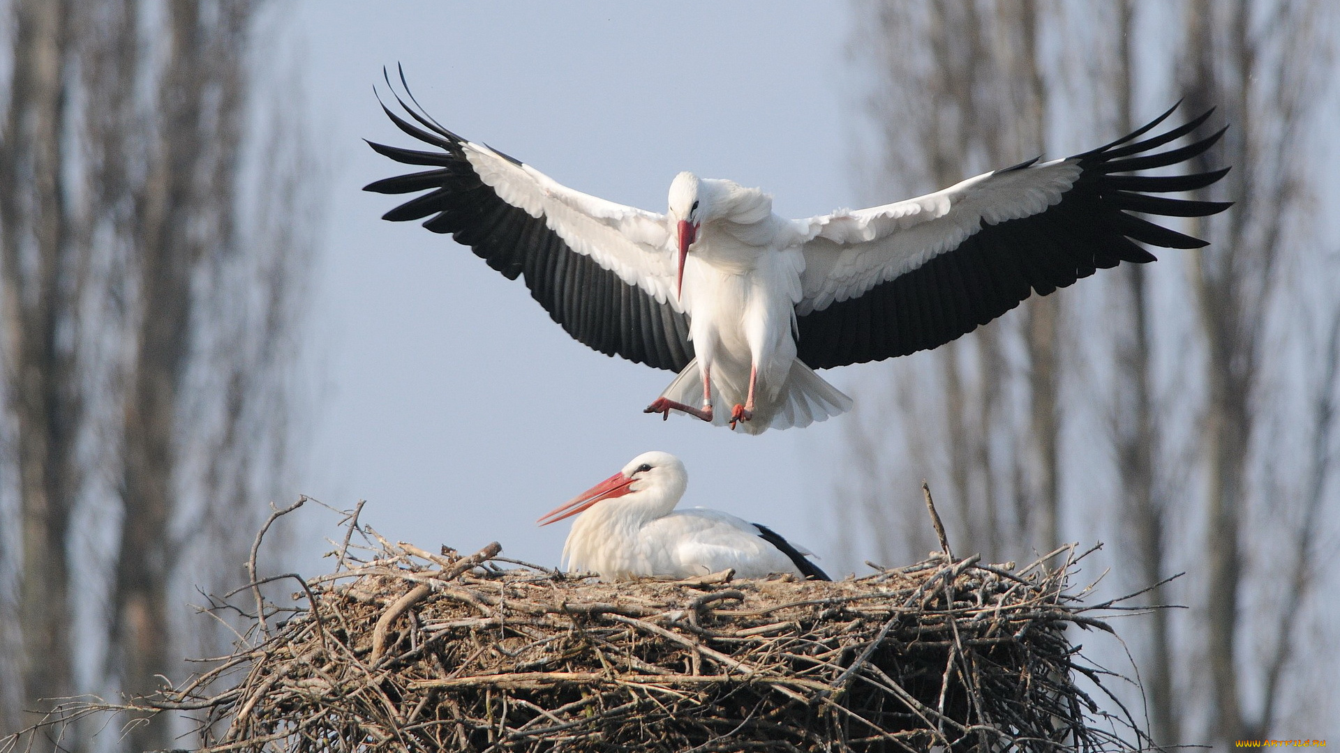 животные, аисты, птицы, природа