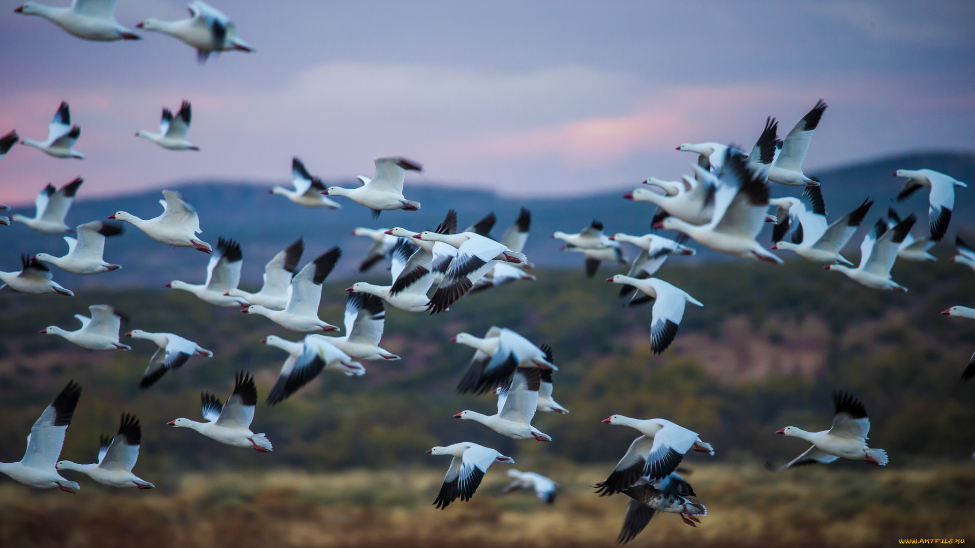 животные, гуси, стая