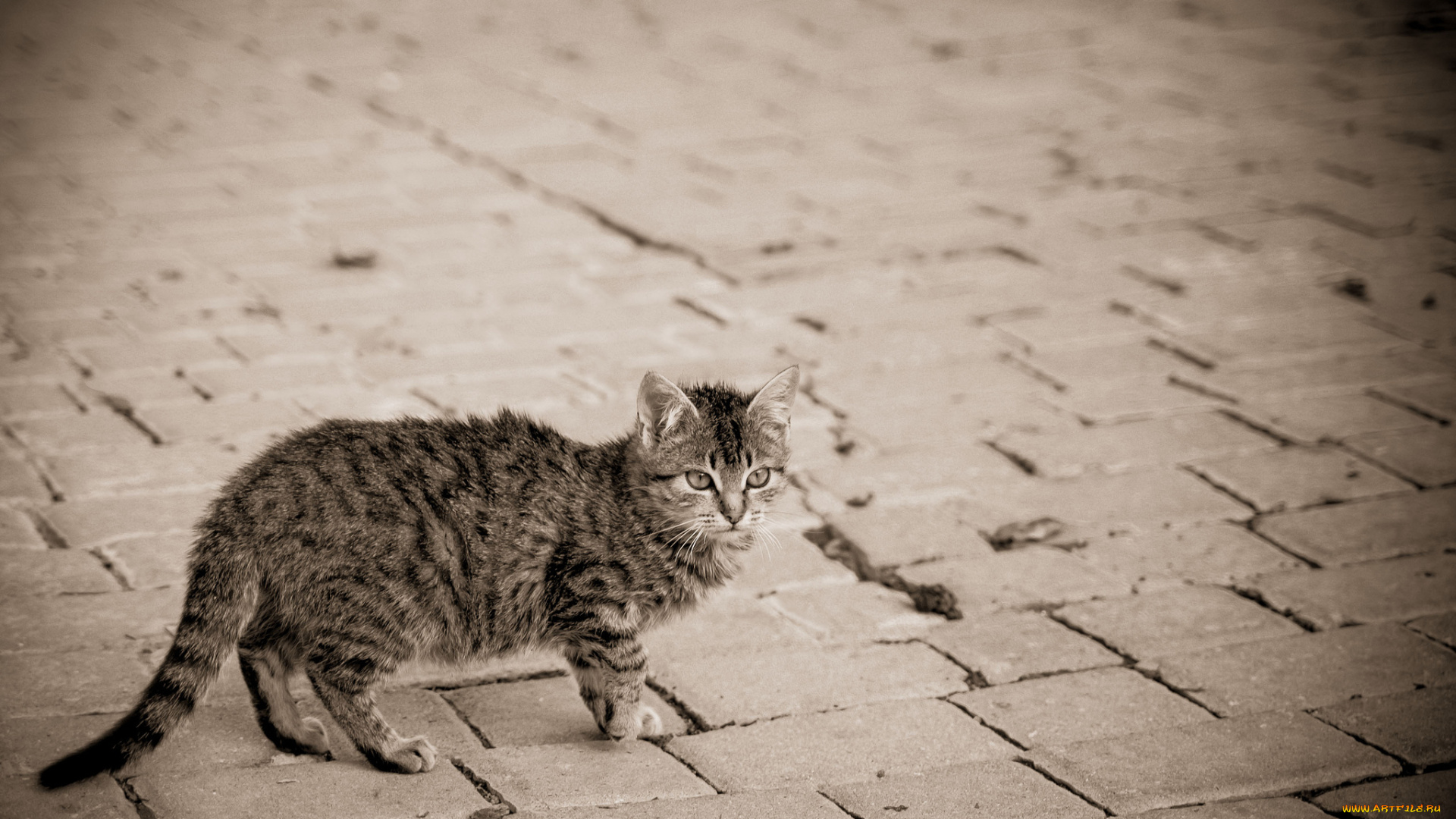 животные, коты, улица, серый, кошка, мостовая