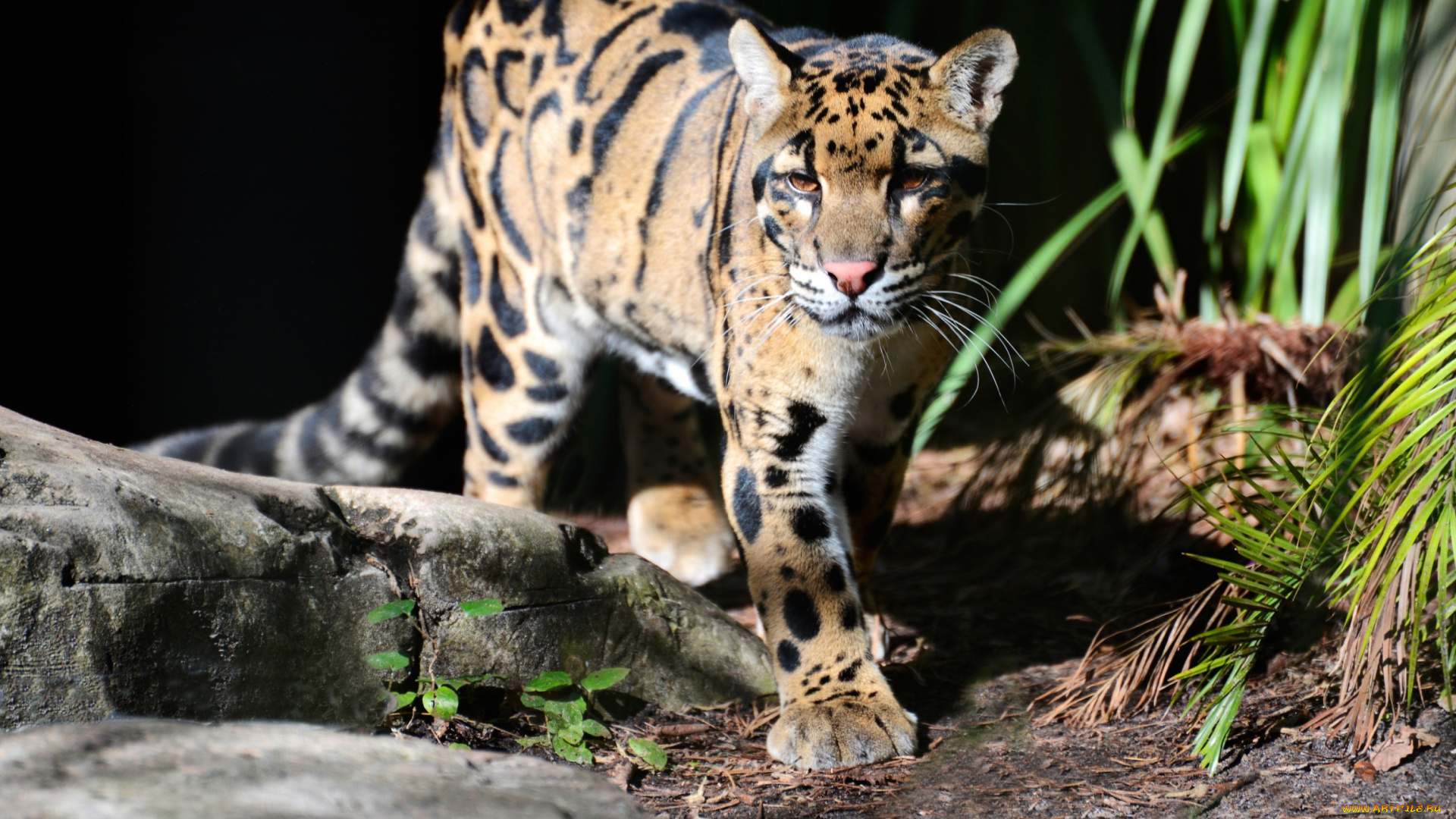 животные, леопарды, дымчатый, леопард, кошка