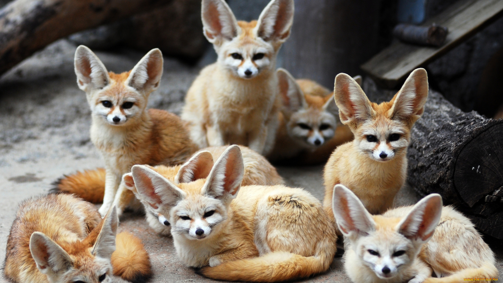 животные, лисы, фенек, ушастые, лежат