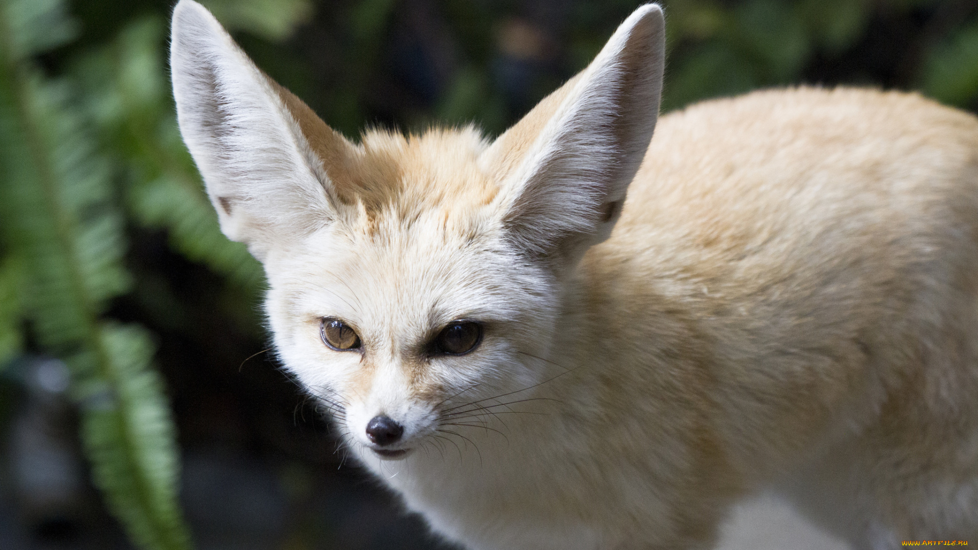 животные, лисы, лисица, хищник, мордочка, уши, взгляд