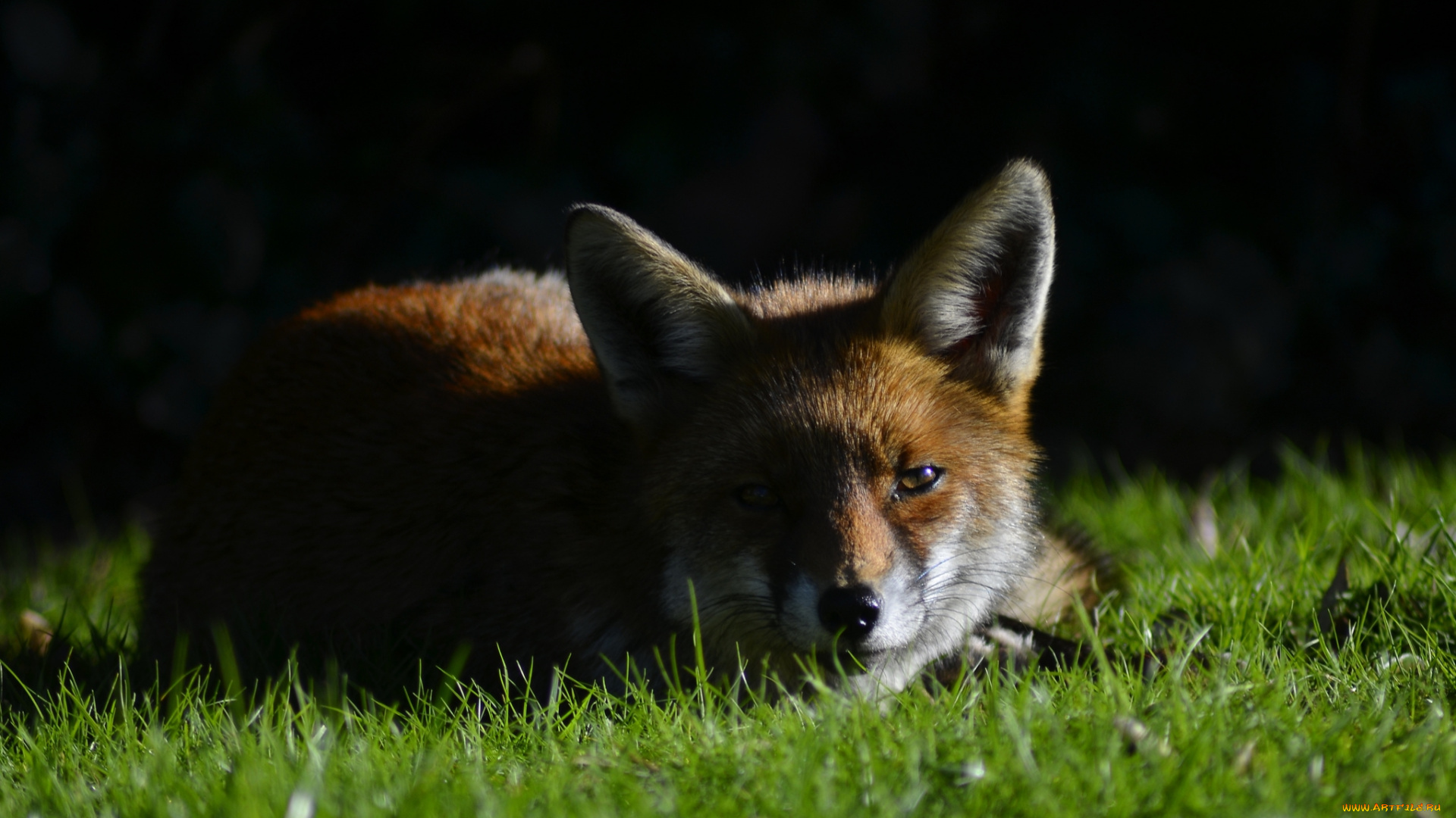 животные, лисы, взгляд, лиса, трава