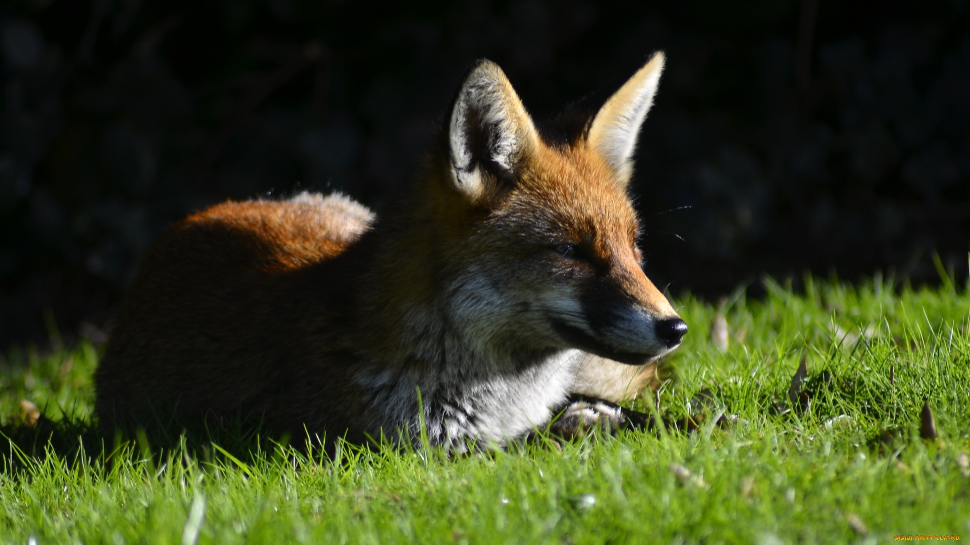 животные, лисы, взгляд, трава, лиса