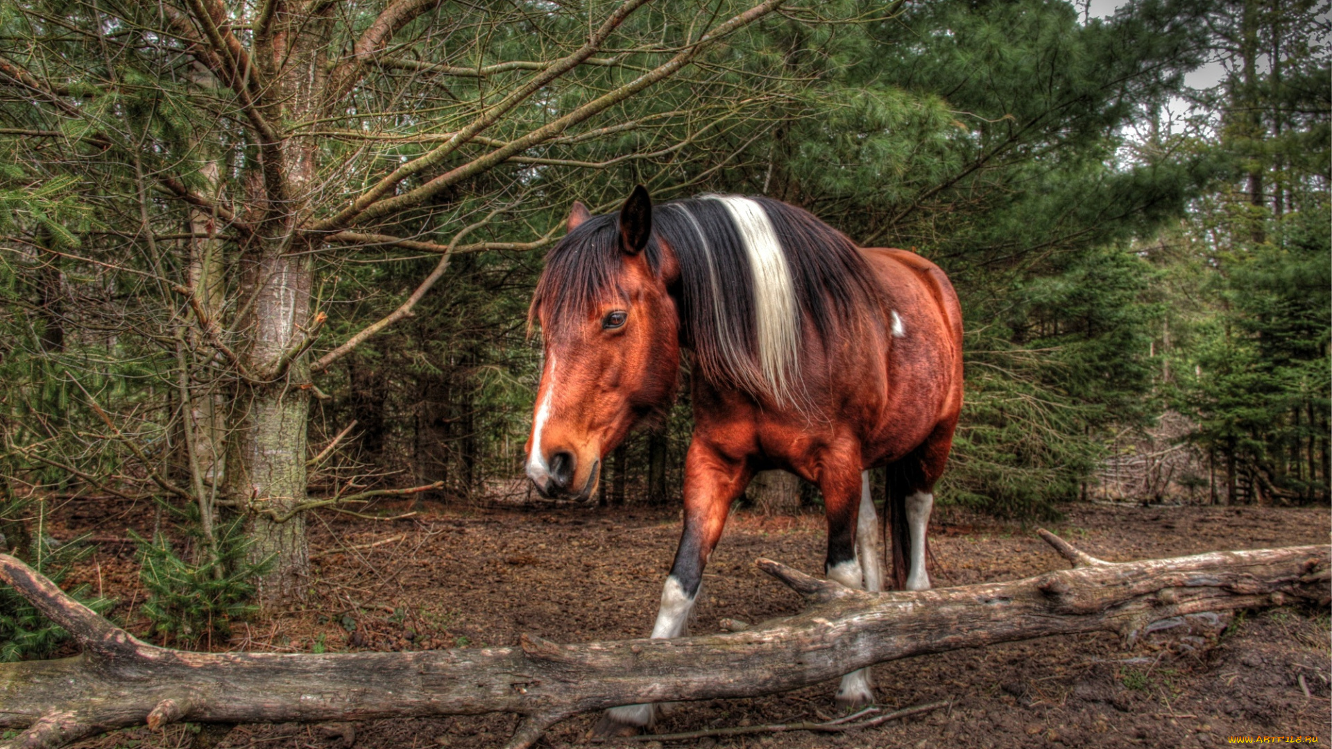 животные, лошади, морда, конь, грива, лес