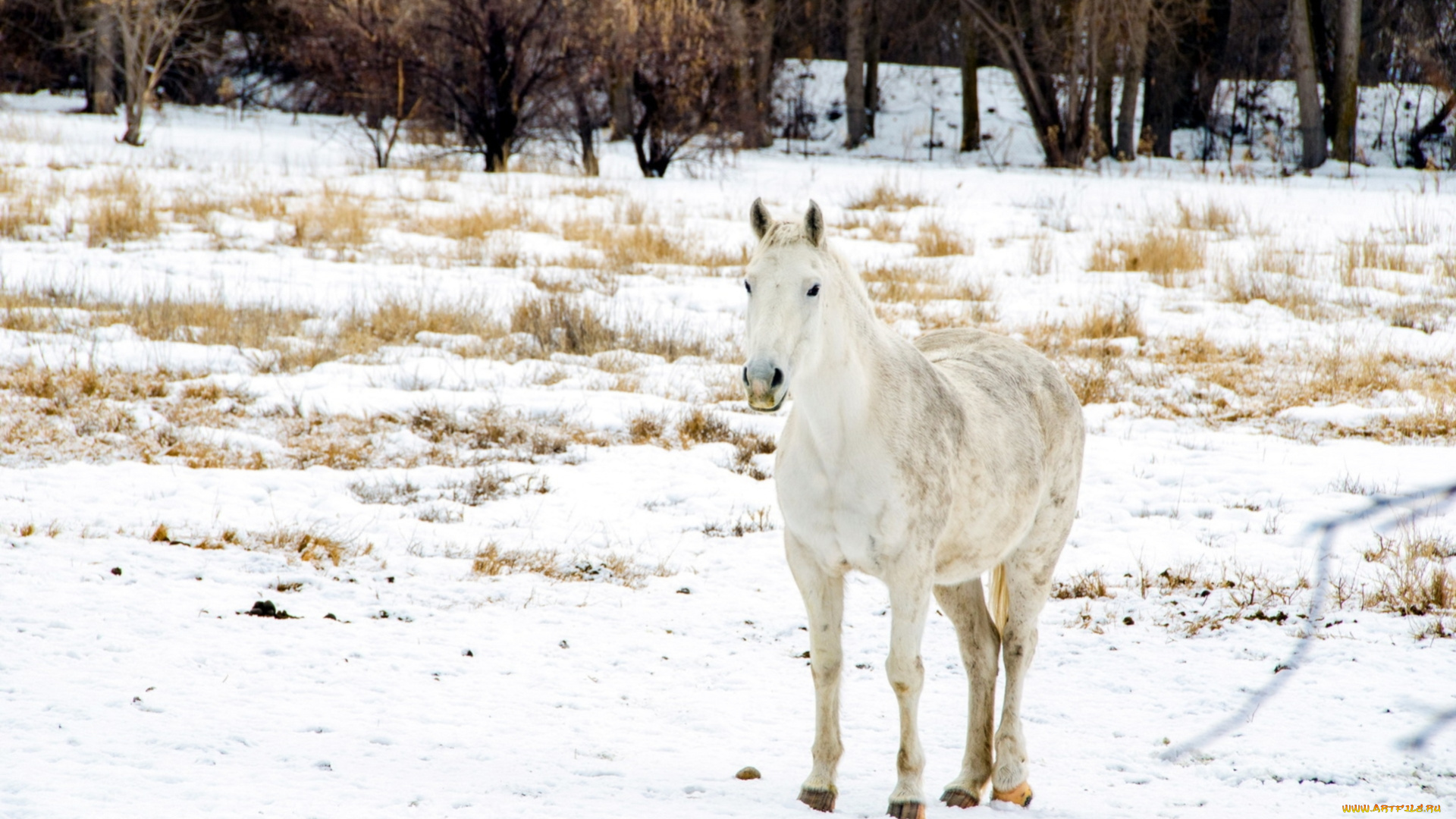 животные, лошади, снег, поле, зима, конь