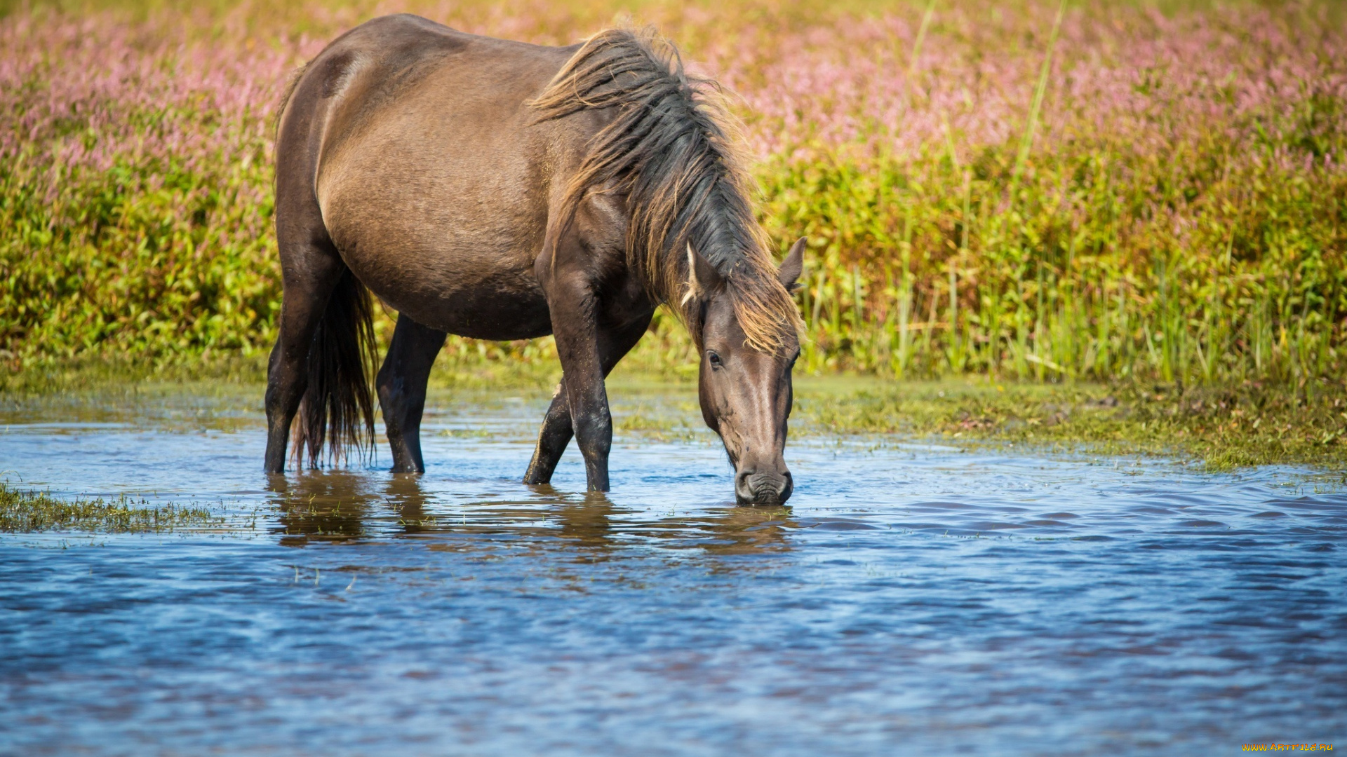животные, лошади, водопой, грива, кобыла