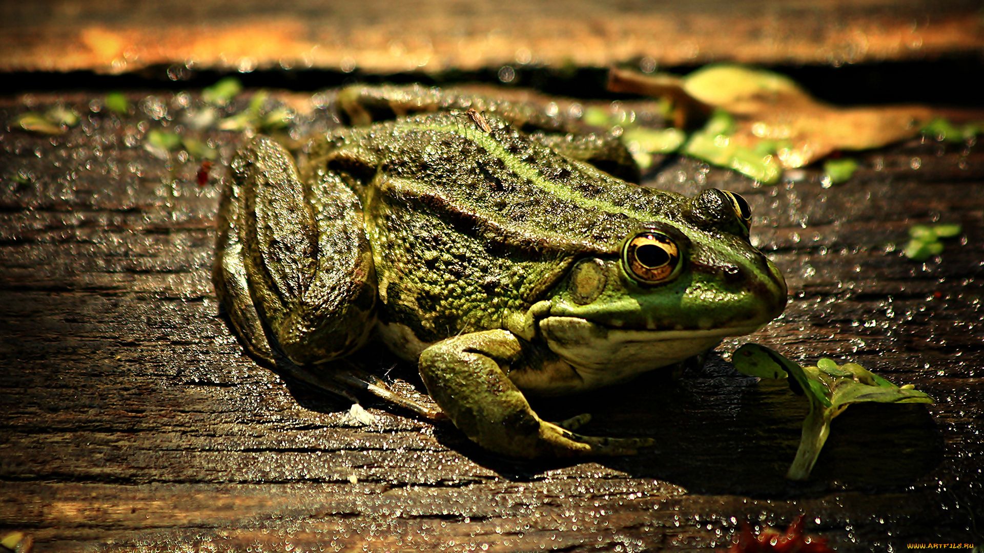 животные, лягушки, лист