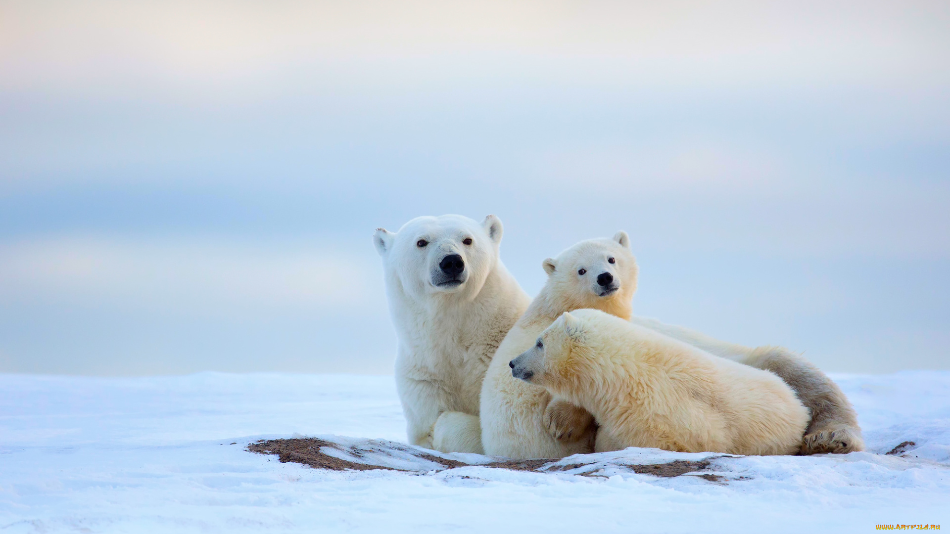 животные, медведи, белые, медведица, медвежата, зима, север, холод, снег