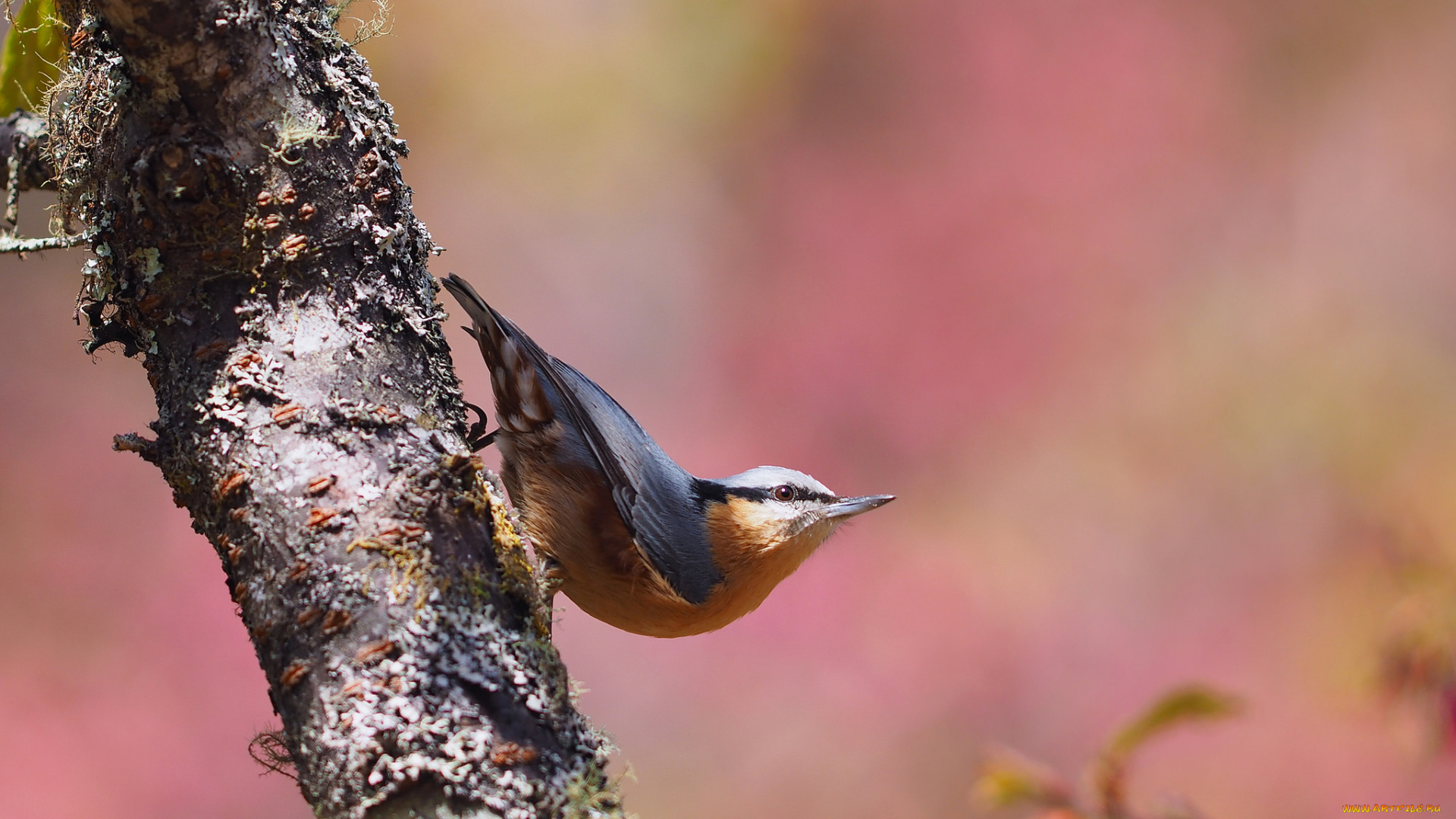 животные, поползни, птичка