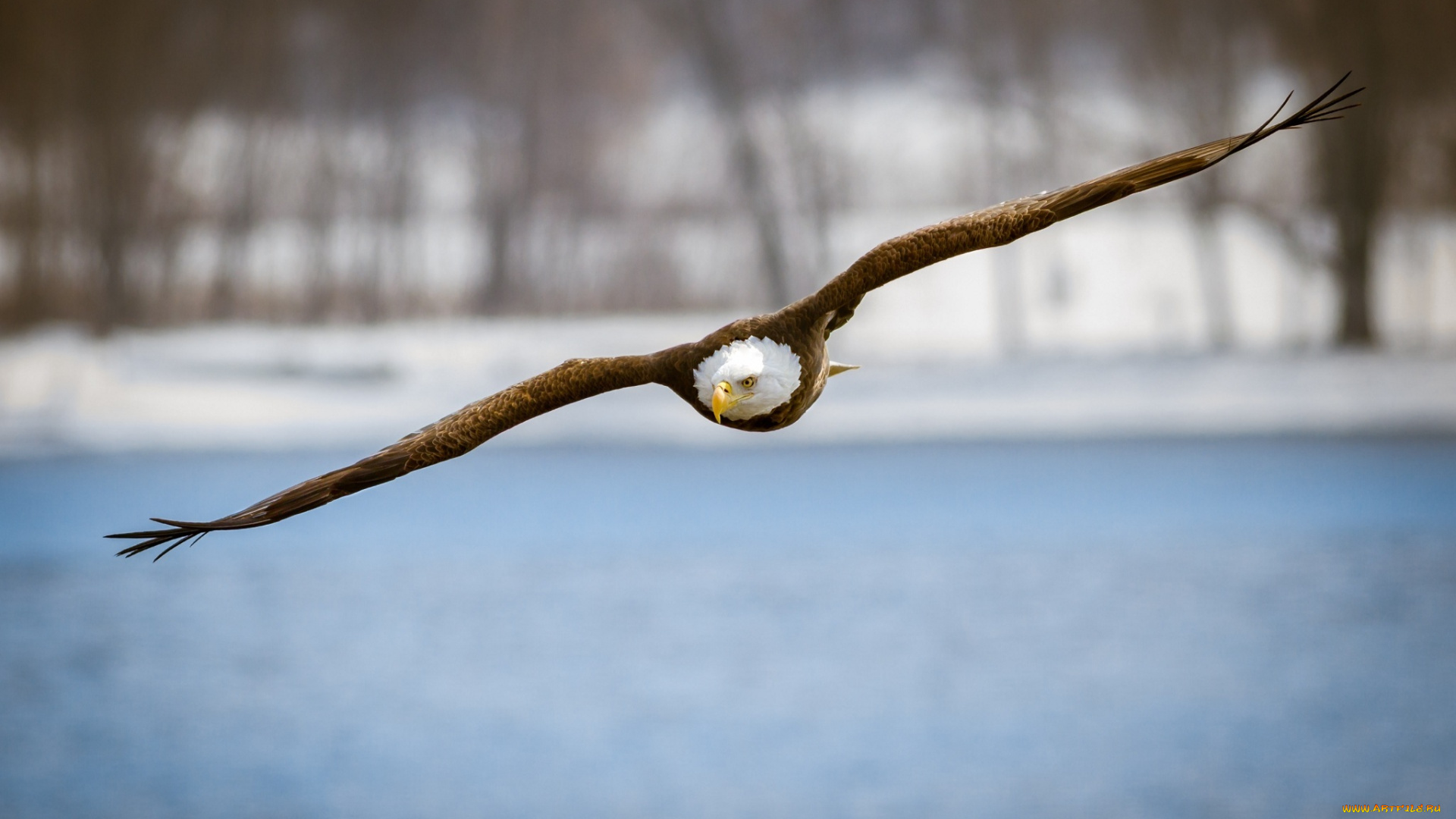 животные, птицы, -, хищники, хищник, крылья, полет, орлан