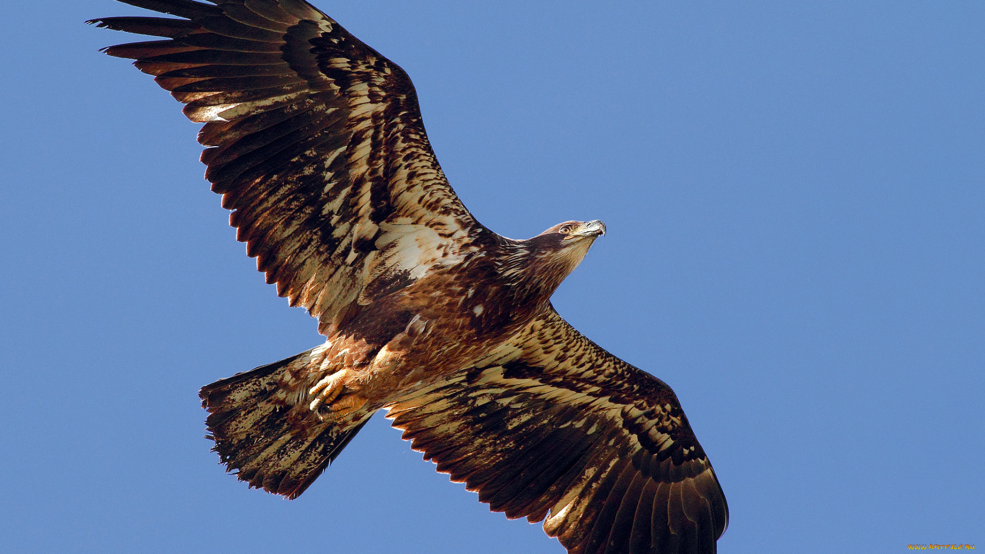животные, птицы, -, хищники, орел, птица, хищник, крылья, взмах, полет