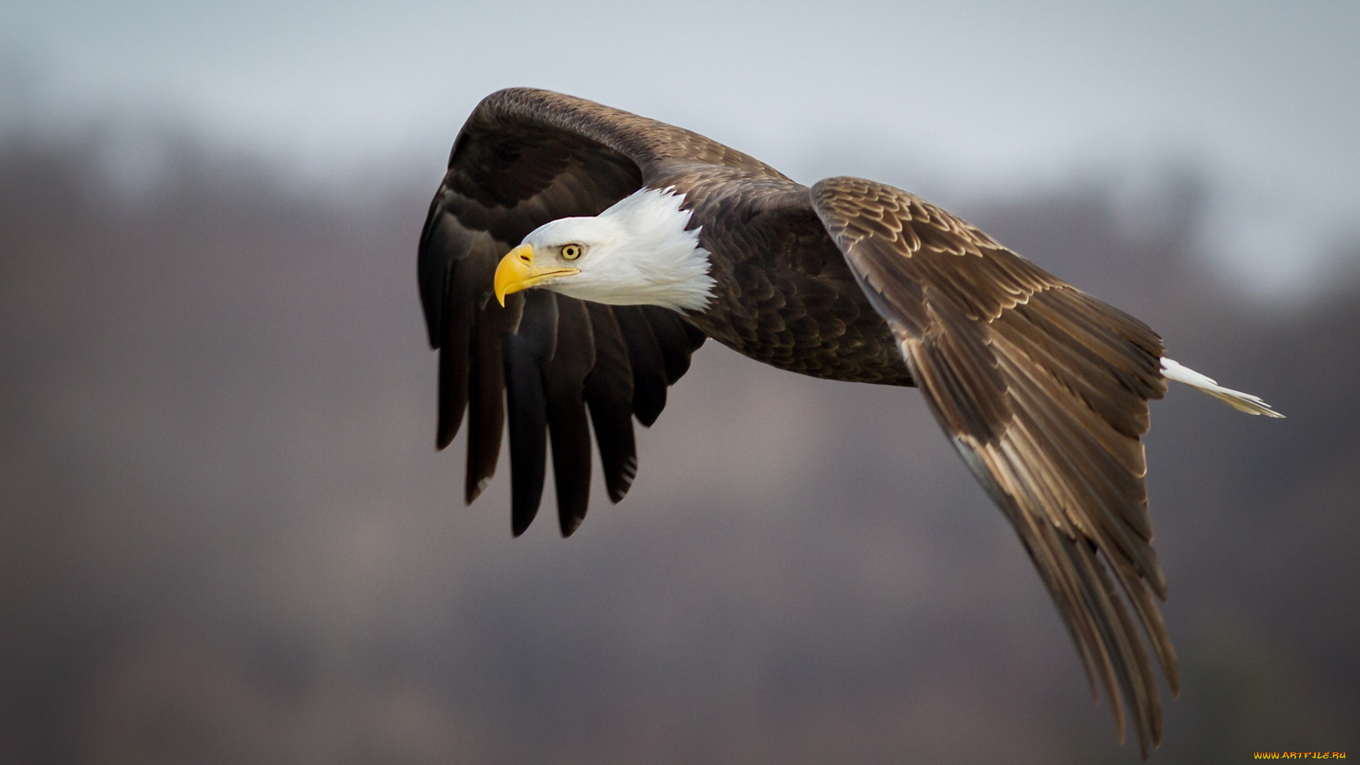 животные, птицы, -, хищники, орлан, хищник, крылья, полет