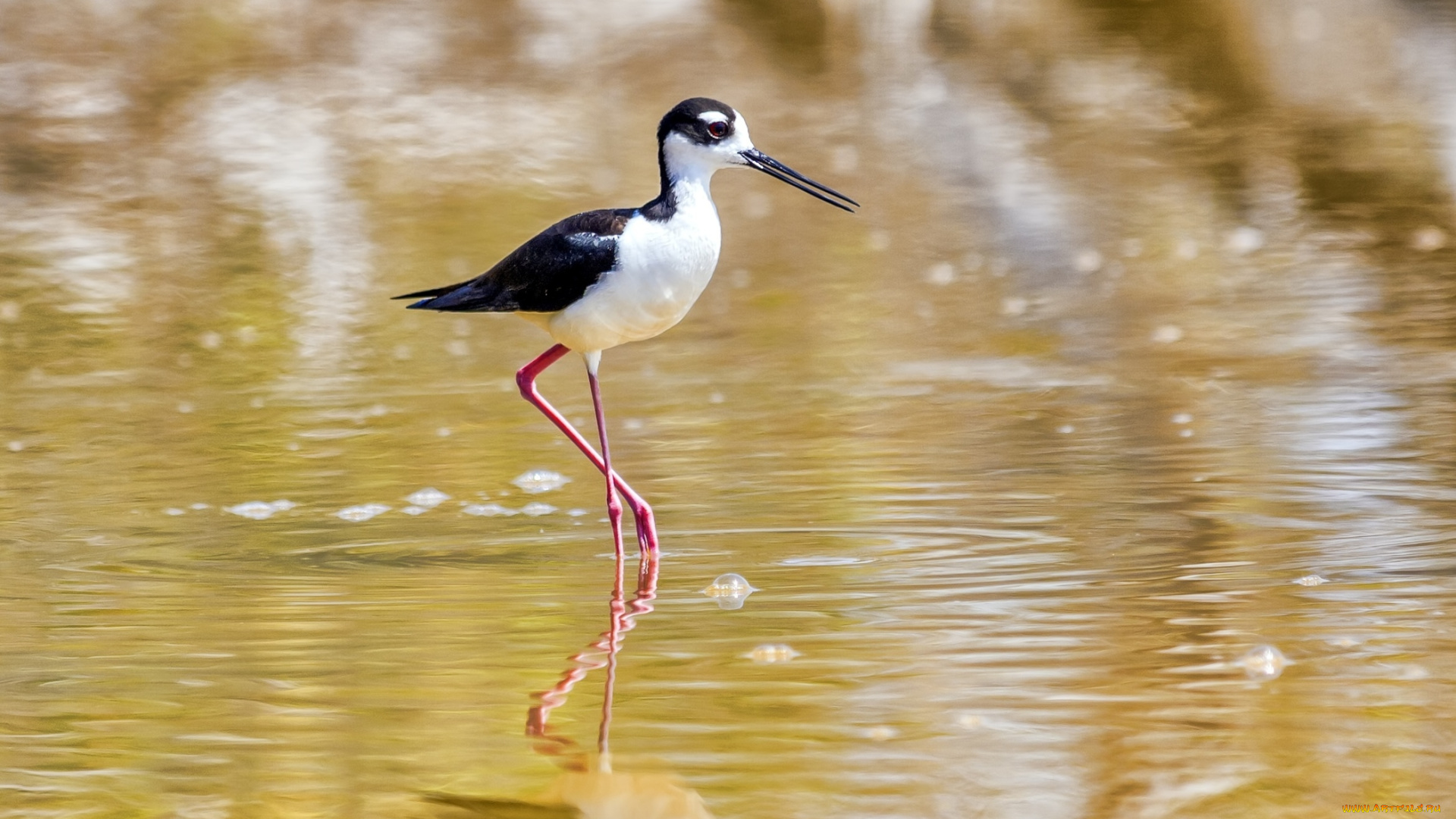 животные, птицы, пузыри, птица, вода